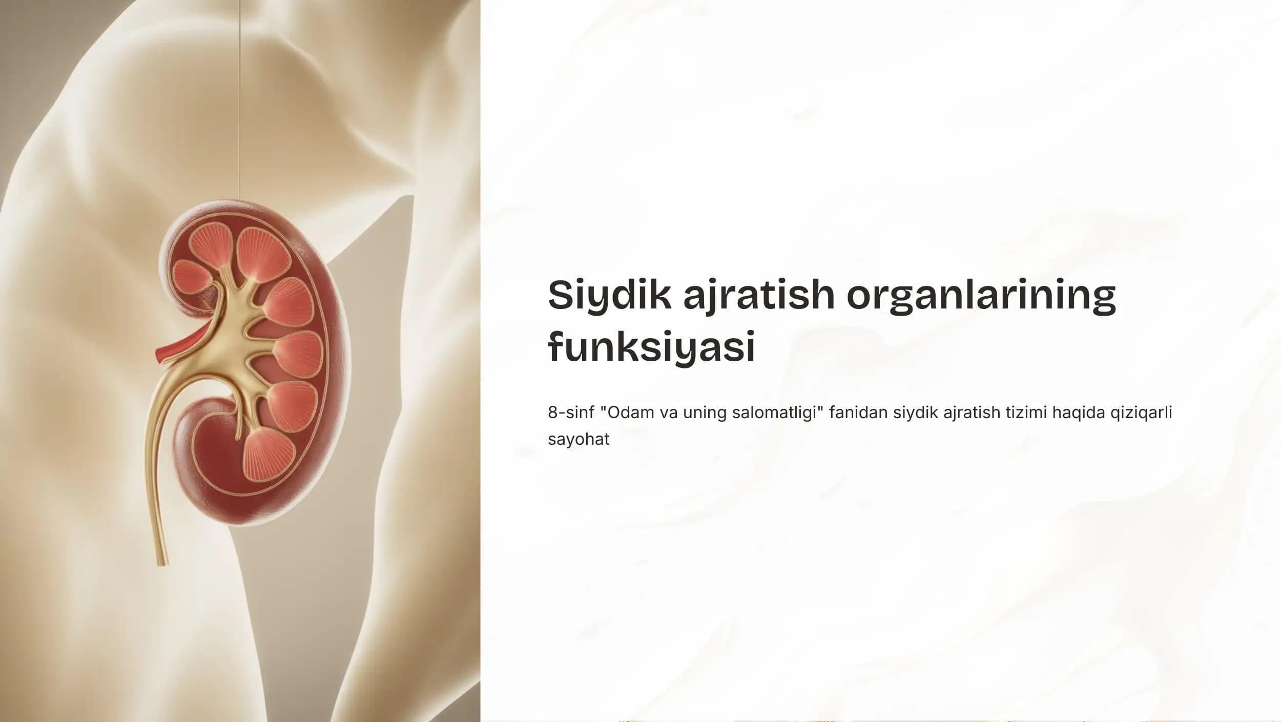 Siydik ajratish organlarining funksiyasi