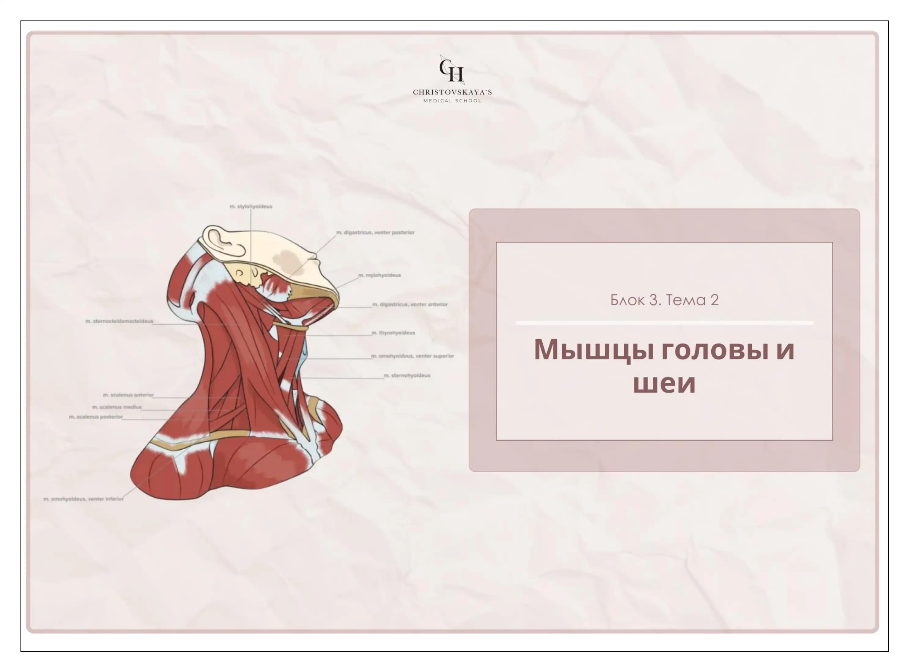 Мышцы головы и шей