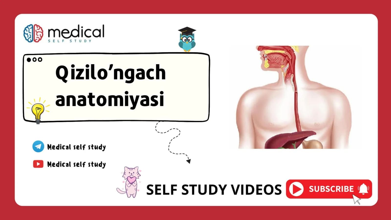Qizilo’ngach - oesophagus