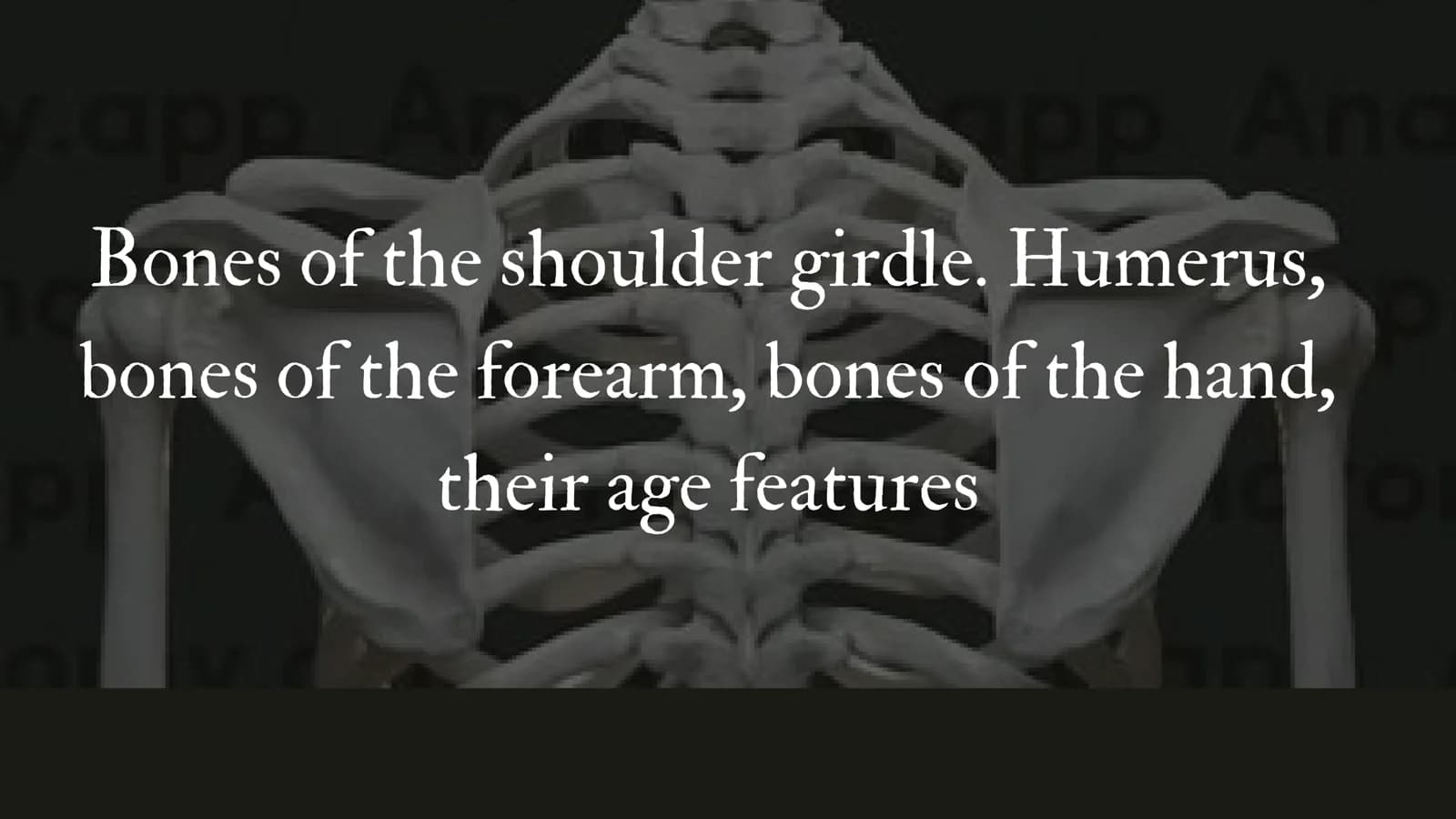 Bones of the Shoulder Girdle