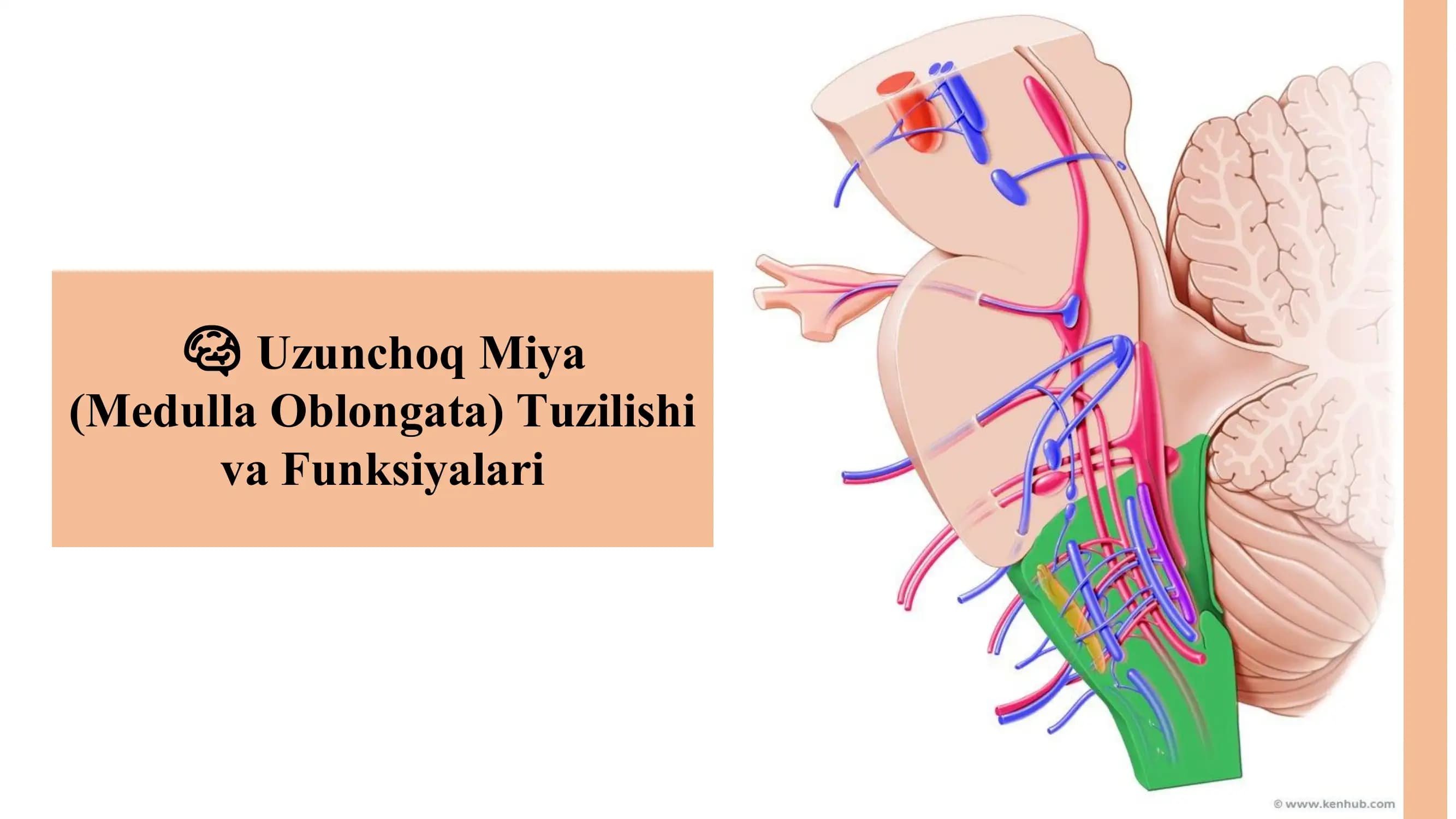 Uzunchoq Miya (Medulla Oblongata) Tuzilishi va Funksiyalari