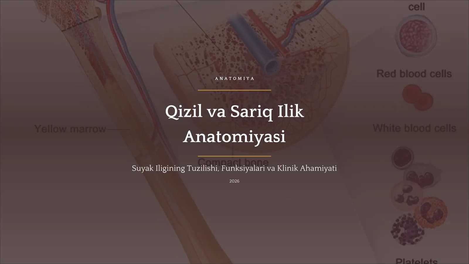 Qizil va Sariq Ilik Anatomiyasi