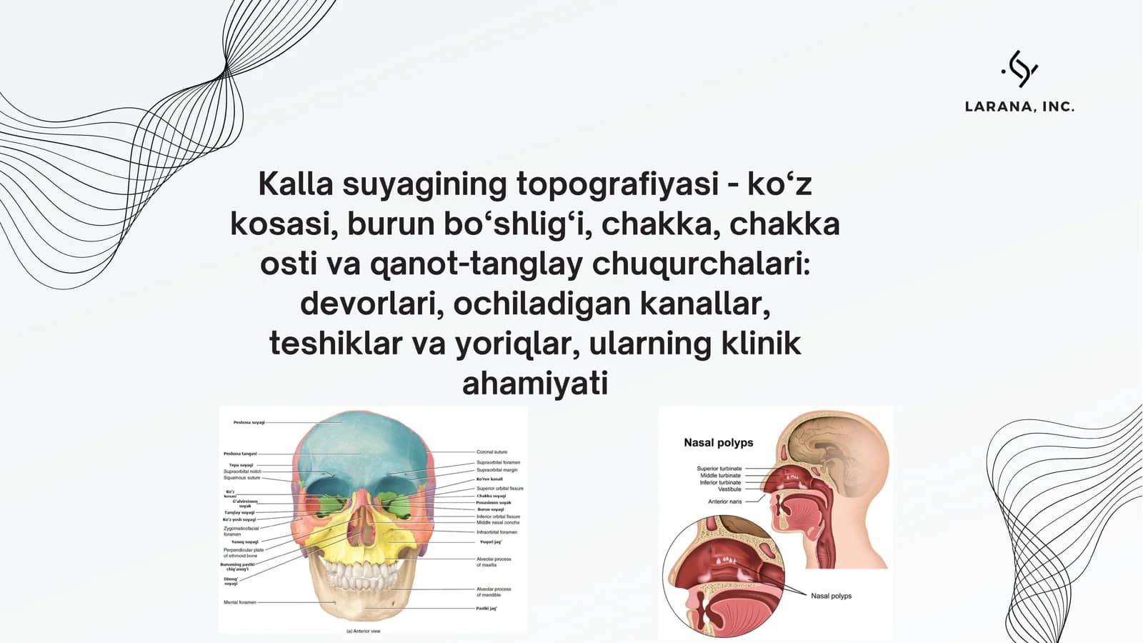 kalla suyagi anatomiyasi