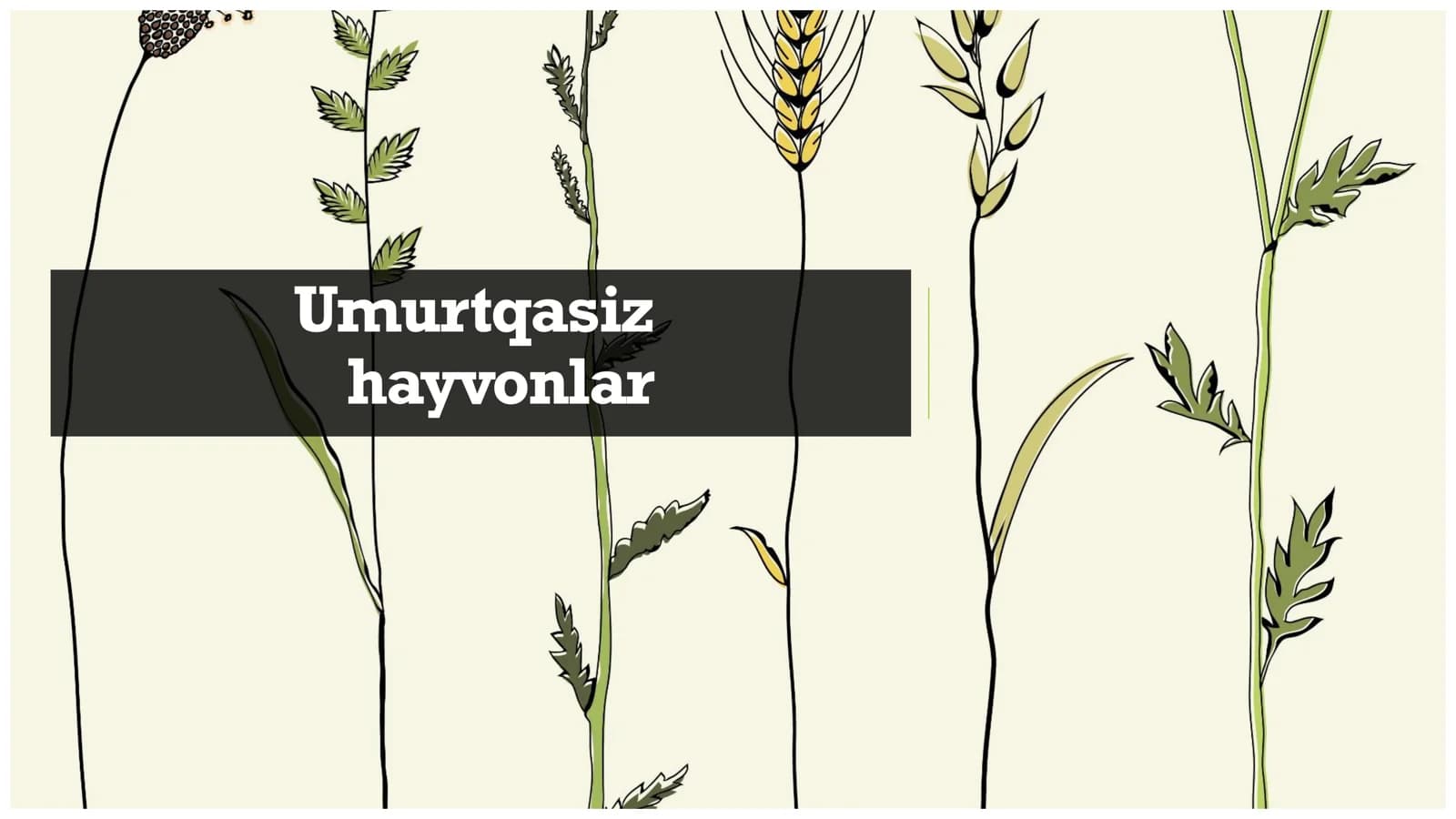 Umurtqasiz hayvonlar