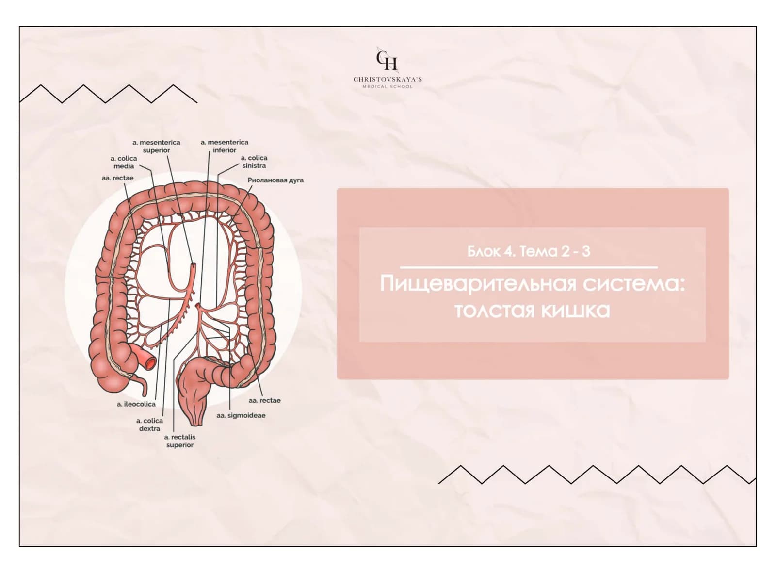 Толстая кишка