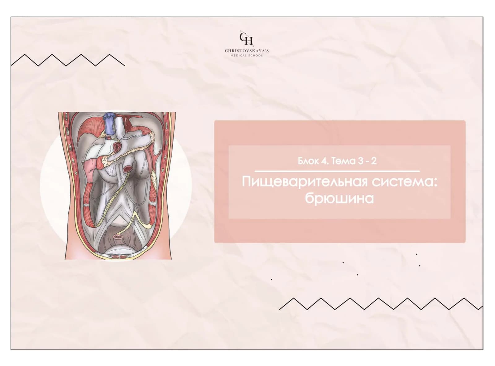 Брюшная полость и брюшина