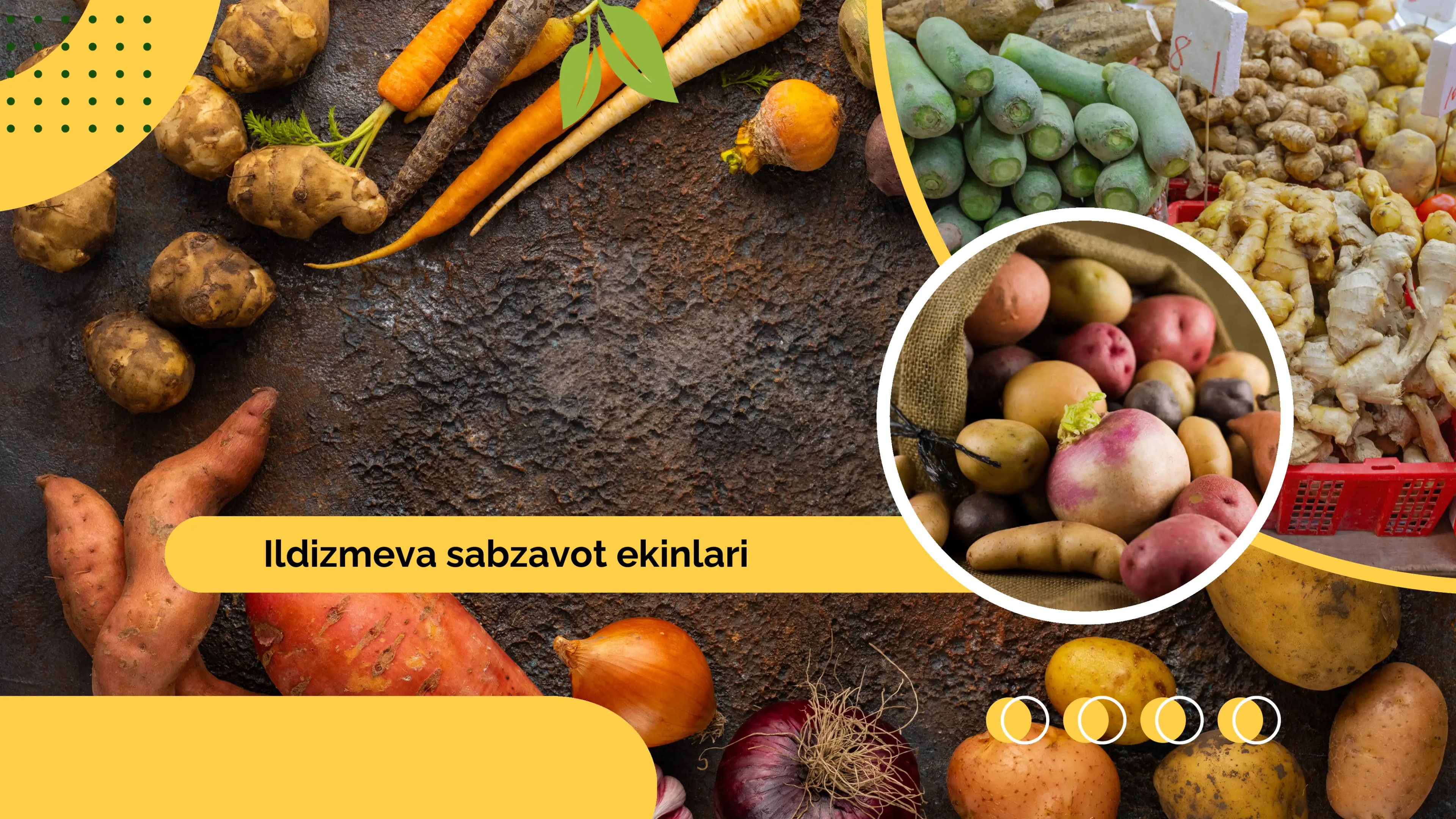 Ildizmeva sabzavot ekinlari