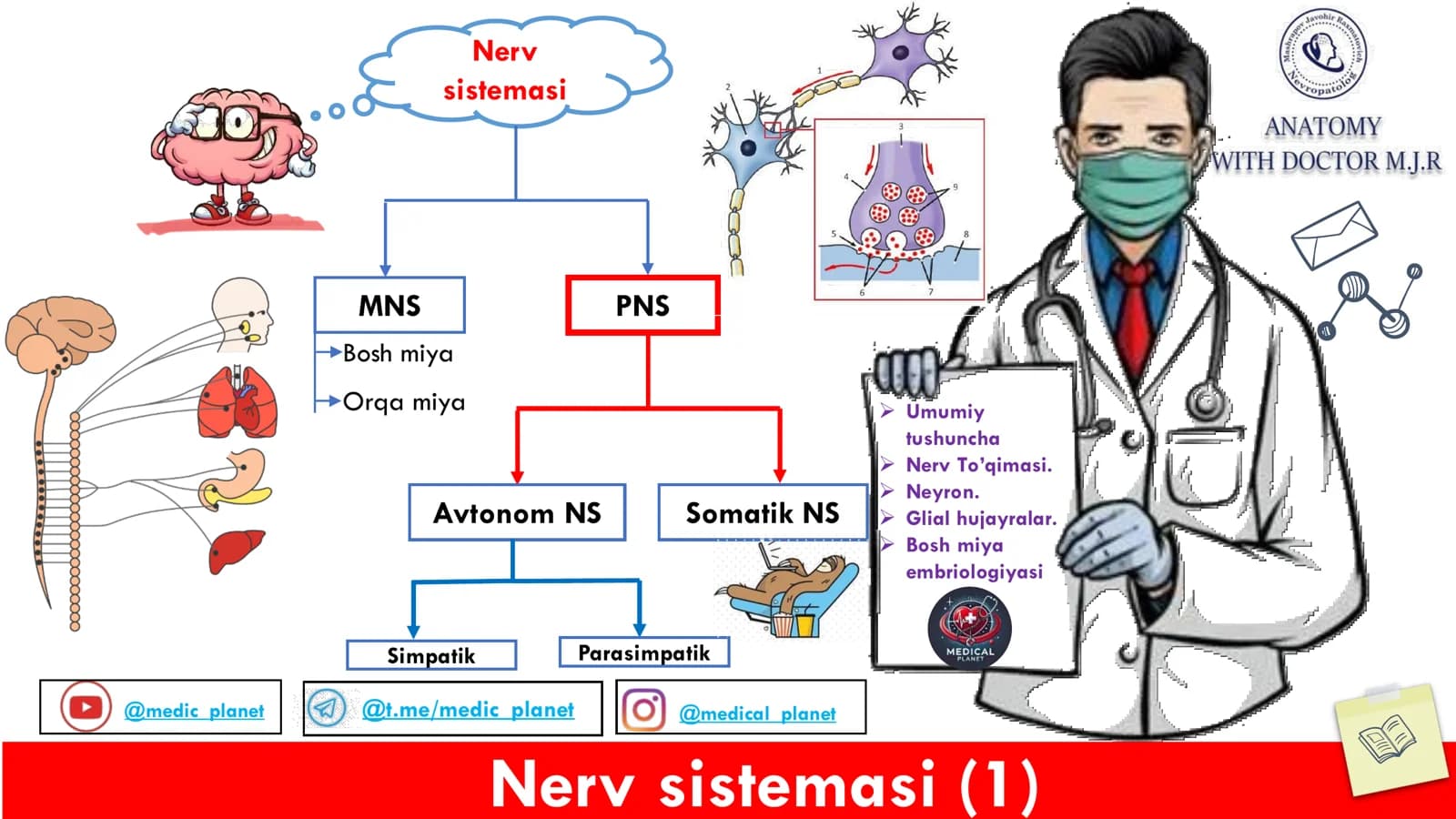 Nerv Sistemasi Anatomiyasi