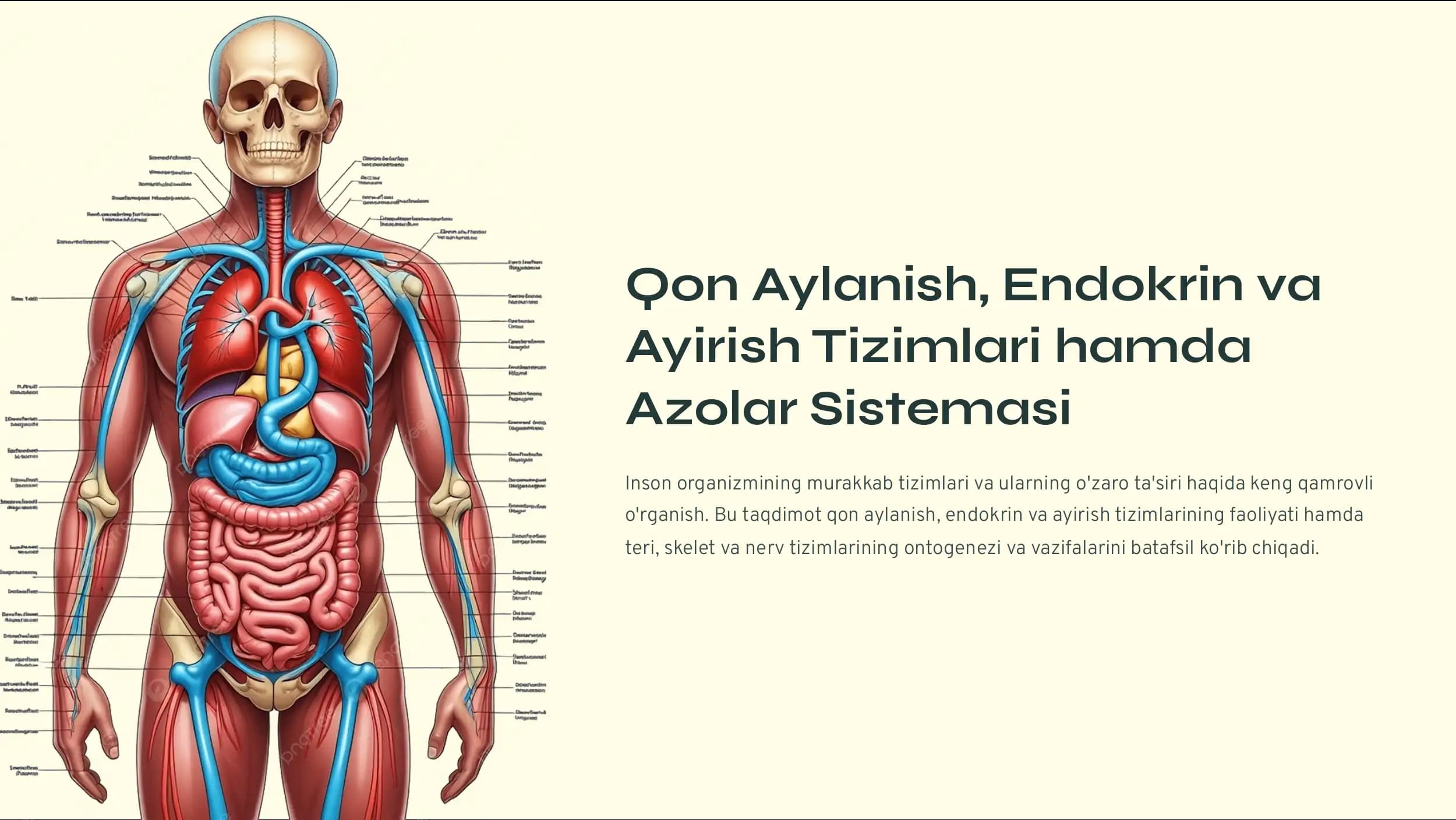 Qon Aylanish, Endokrin va Ayirish Tizimlari