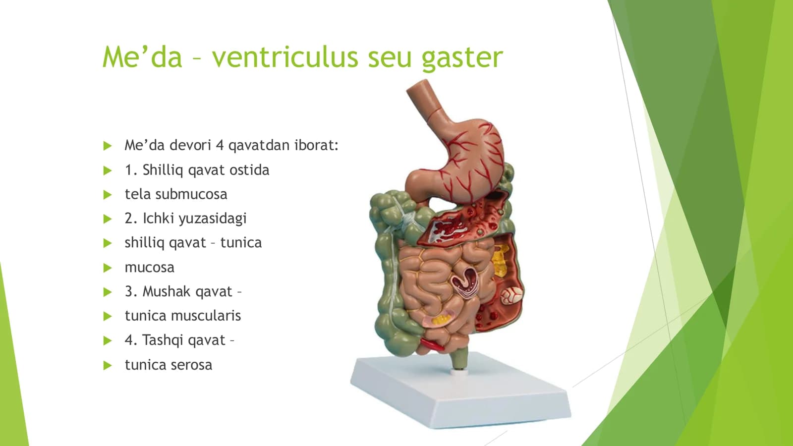 Me’da – ventriculus seu gaster