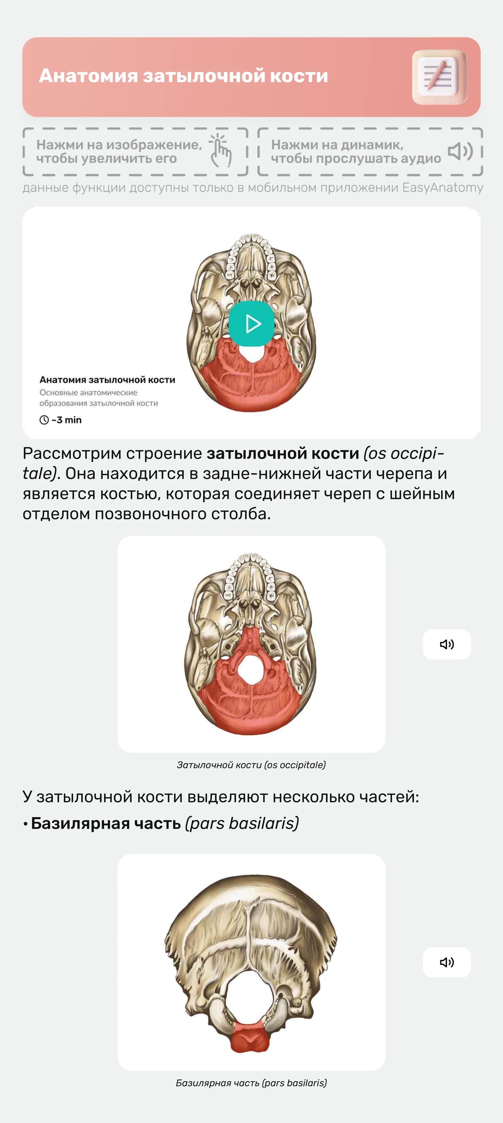 Анатомия затылочной кости