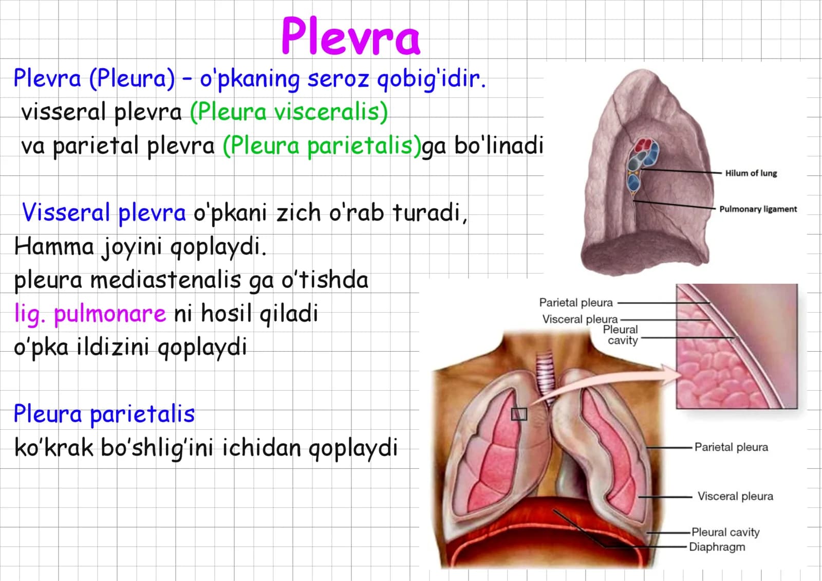 plavra, koks oraligi