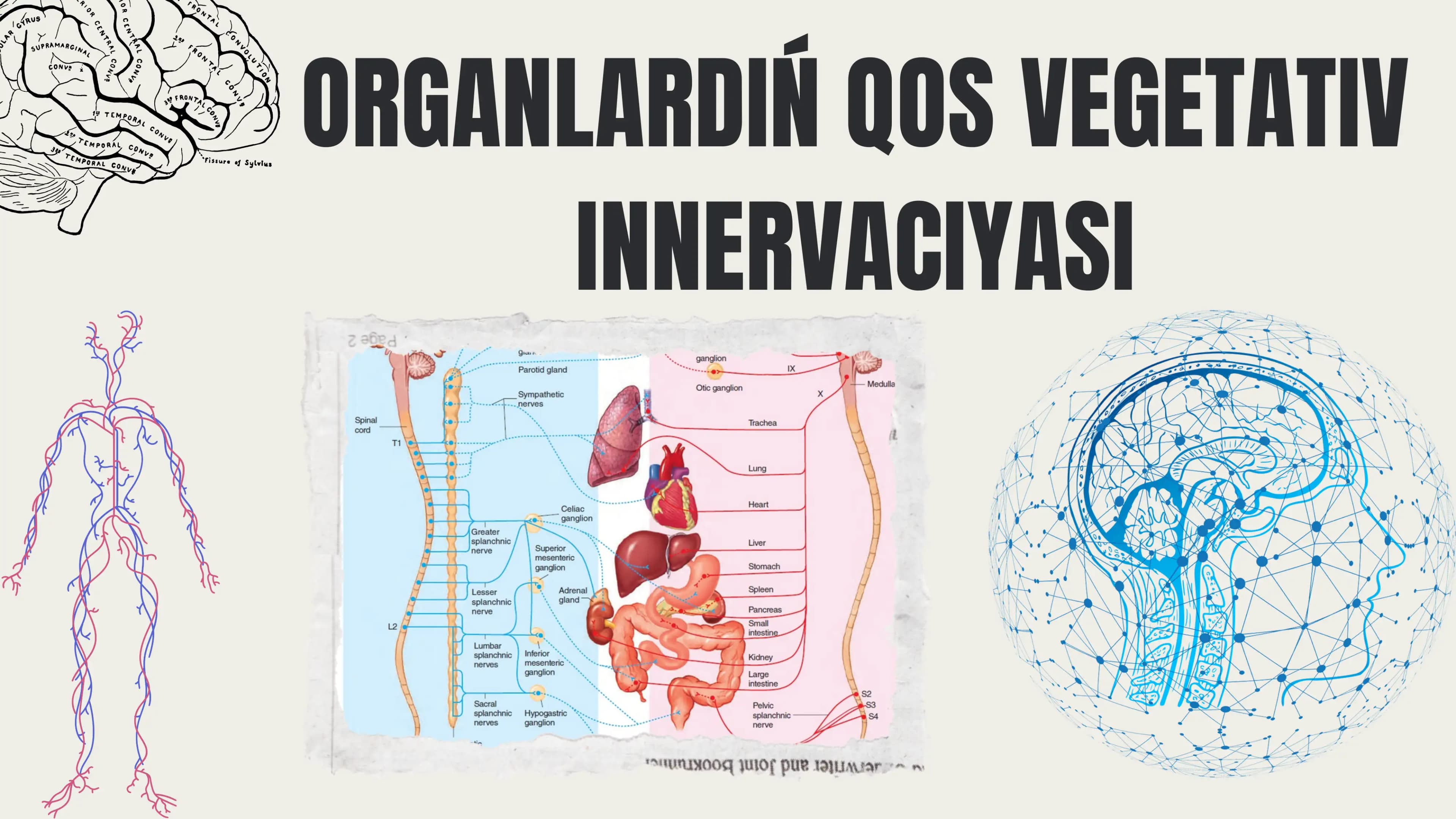 Vegetativ nerv sisteması