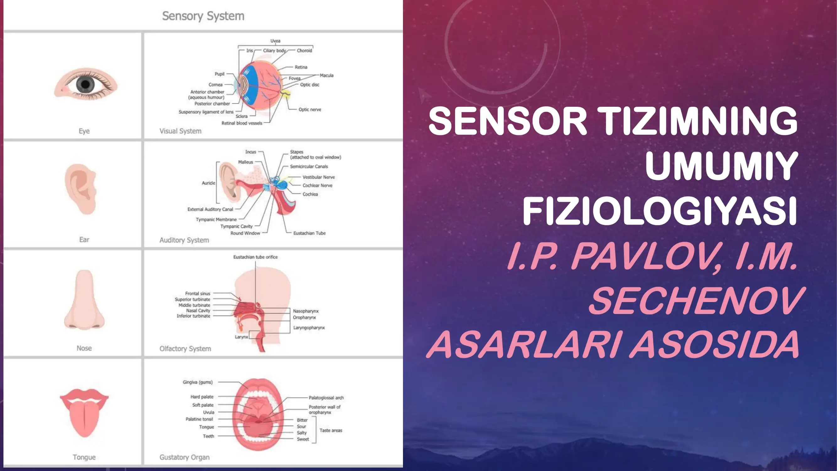 Sensor tizimining umumiy fiziologiyasi