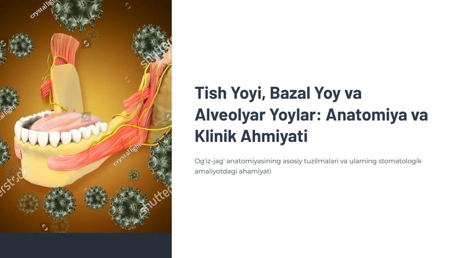 Tish yoyi, bazal yoy va alveolyar yoylar