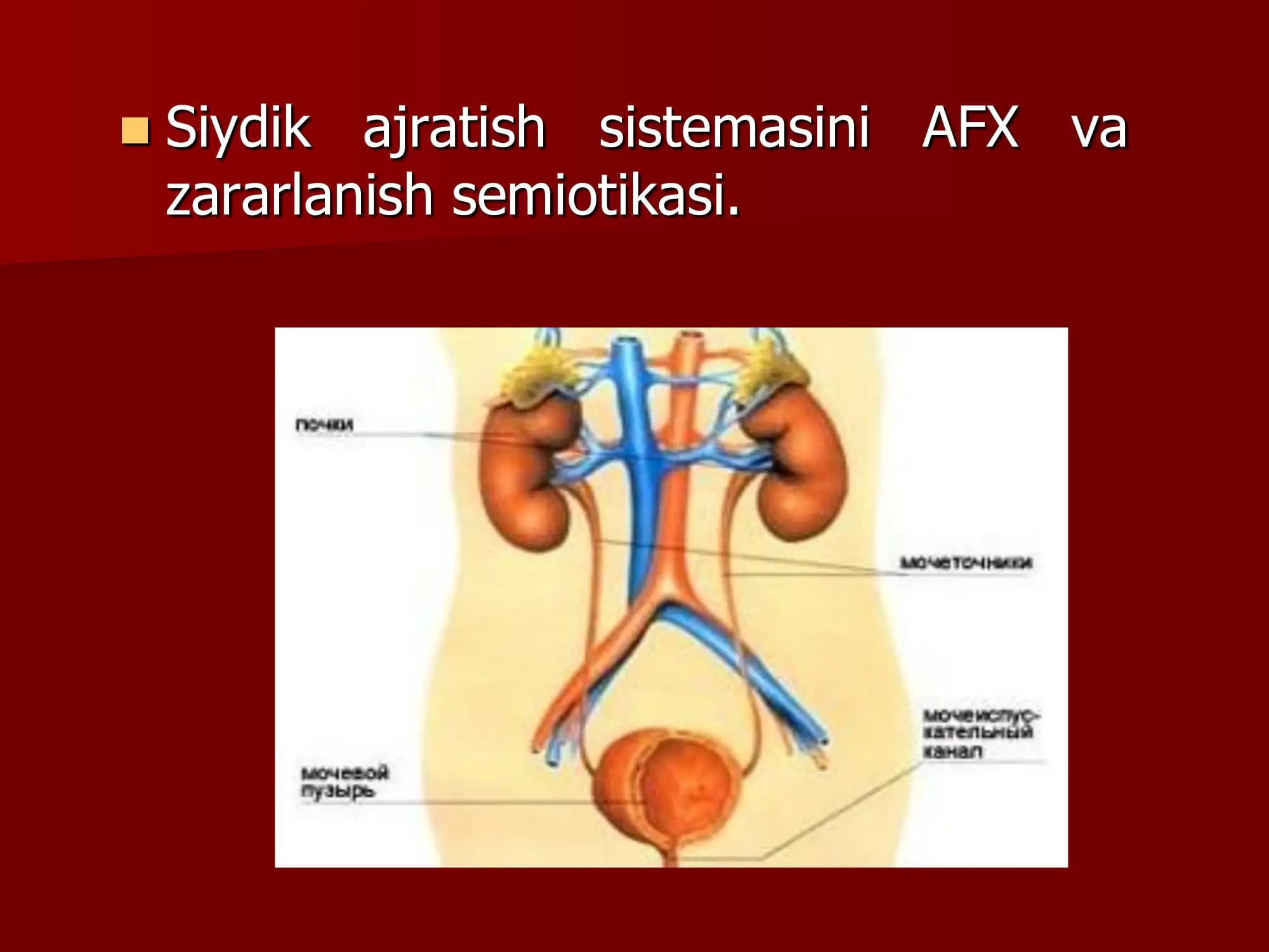 Siydik ajratish sistemasini АFX va zararlanish semiotikasi
