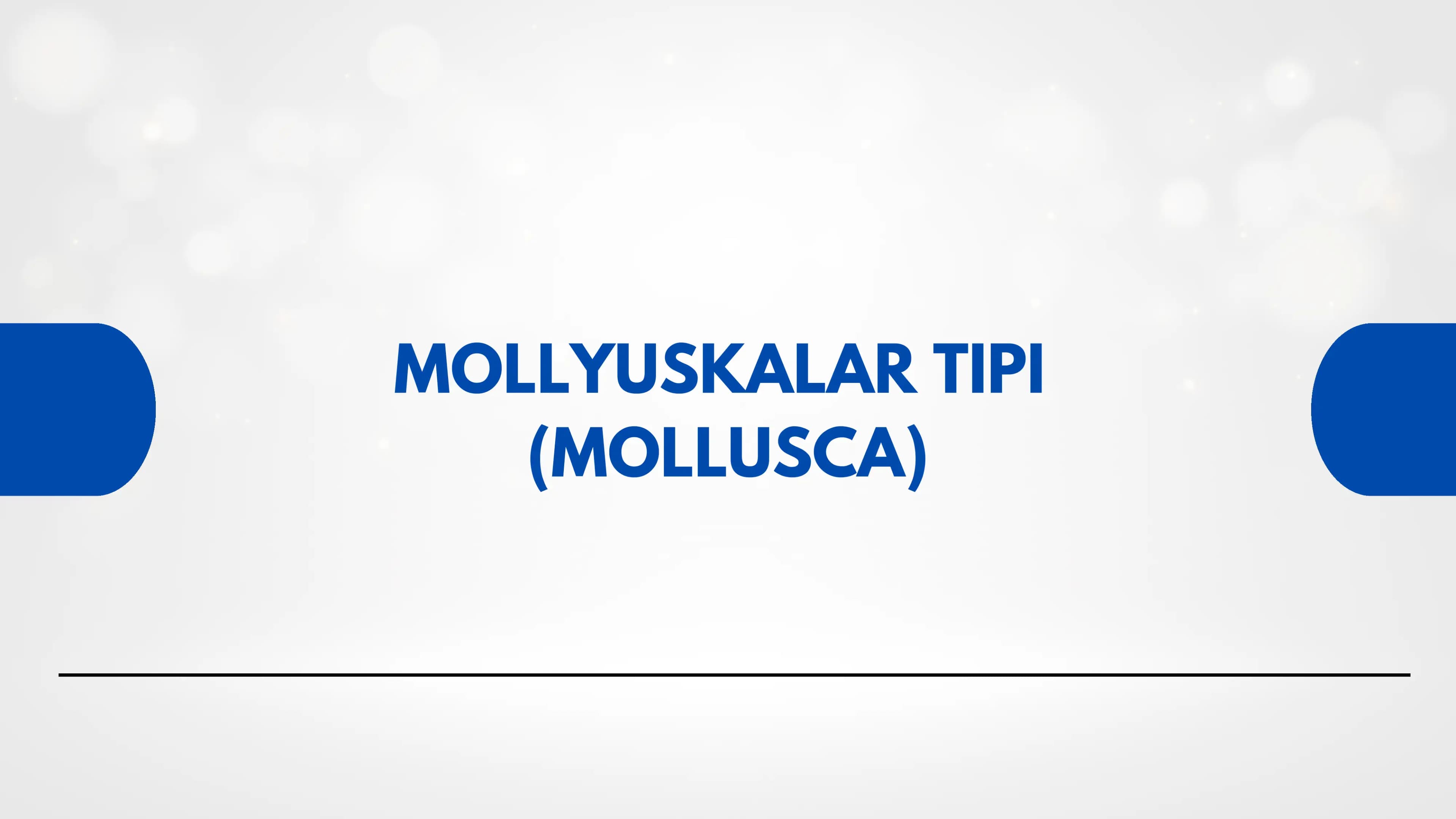 MOLLYUSKALAR TIPI (MOLLUSCA)