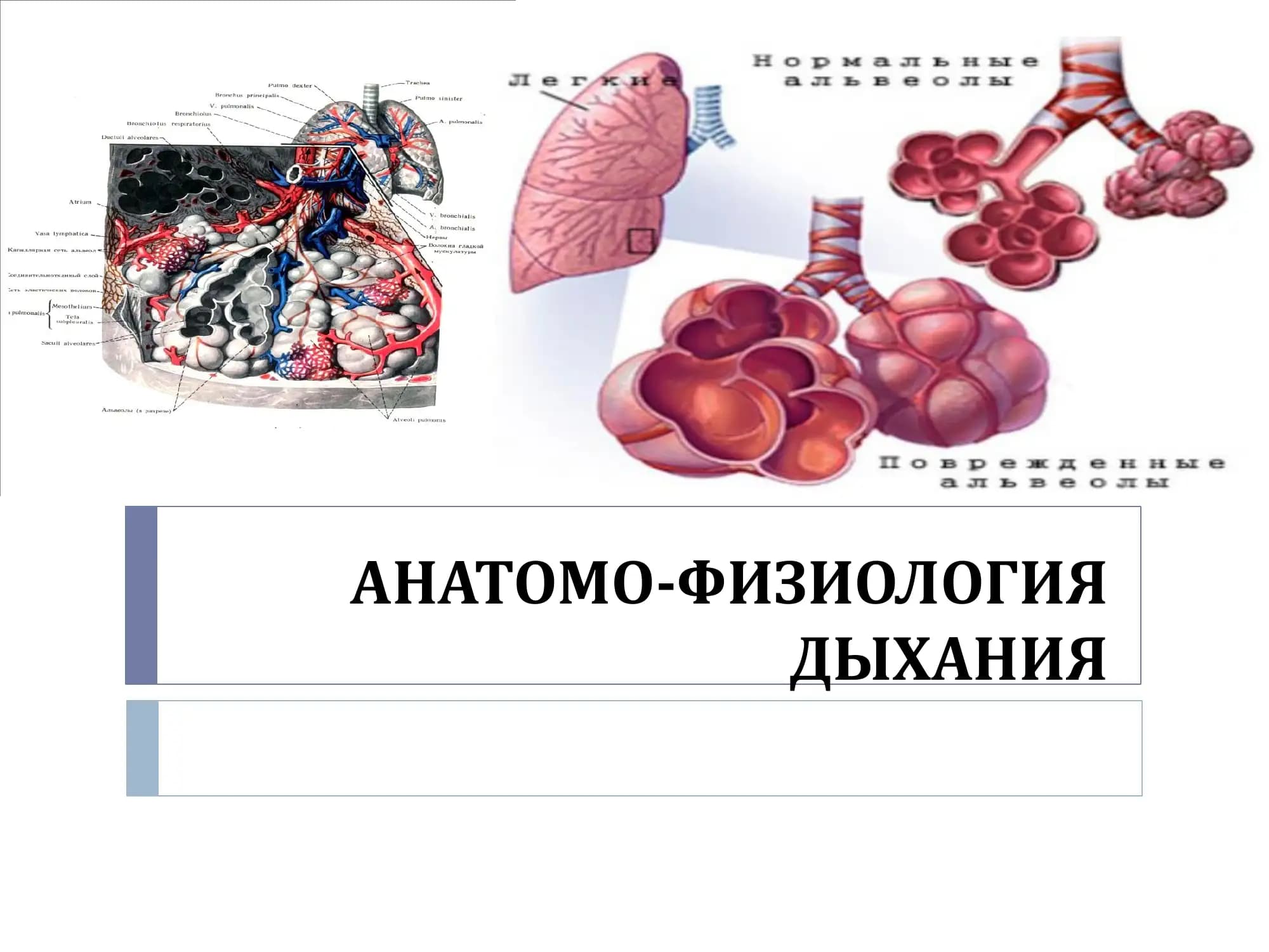 АНАТОМО-ФИЗИОЛОГИЯ