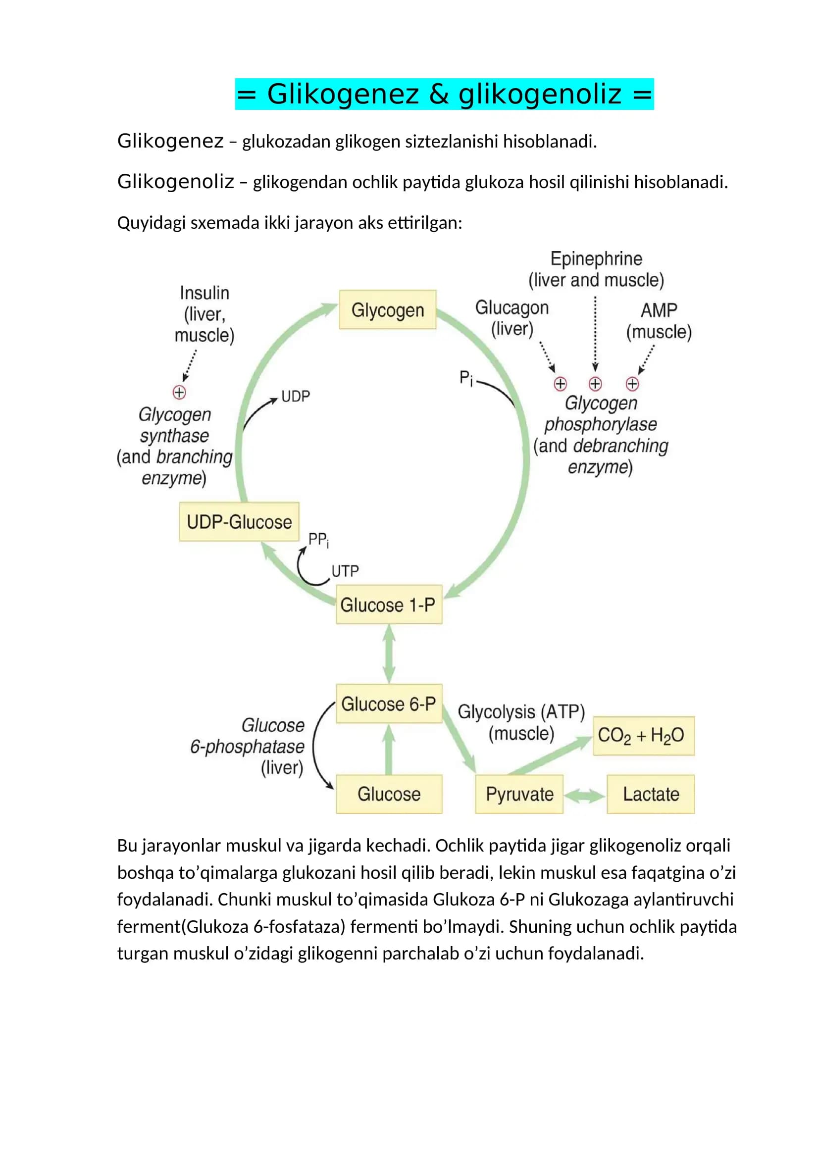Glikogenez & glikogenoliz