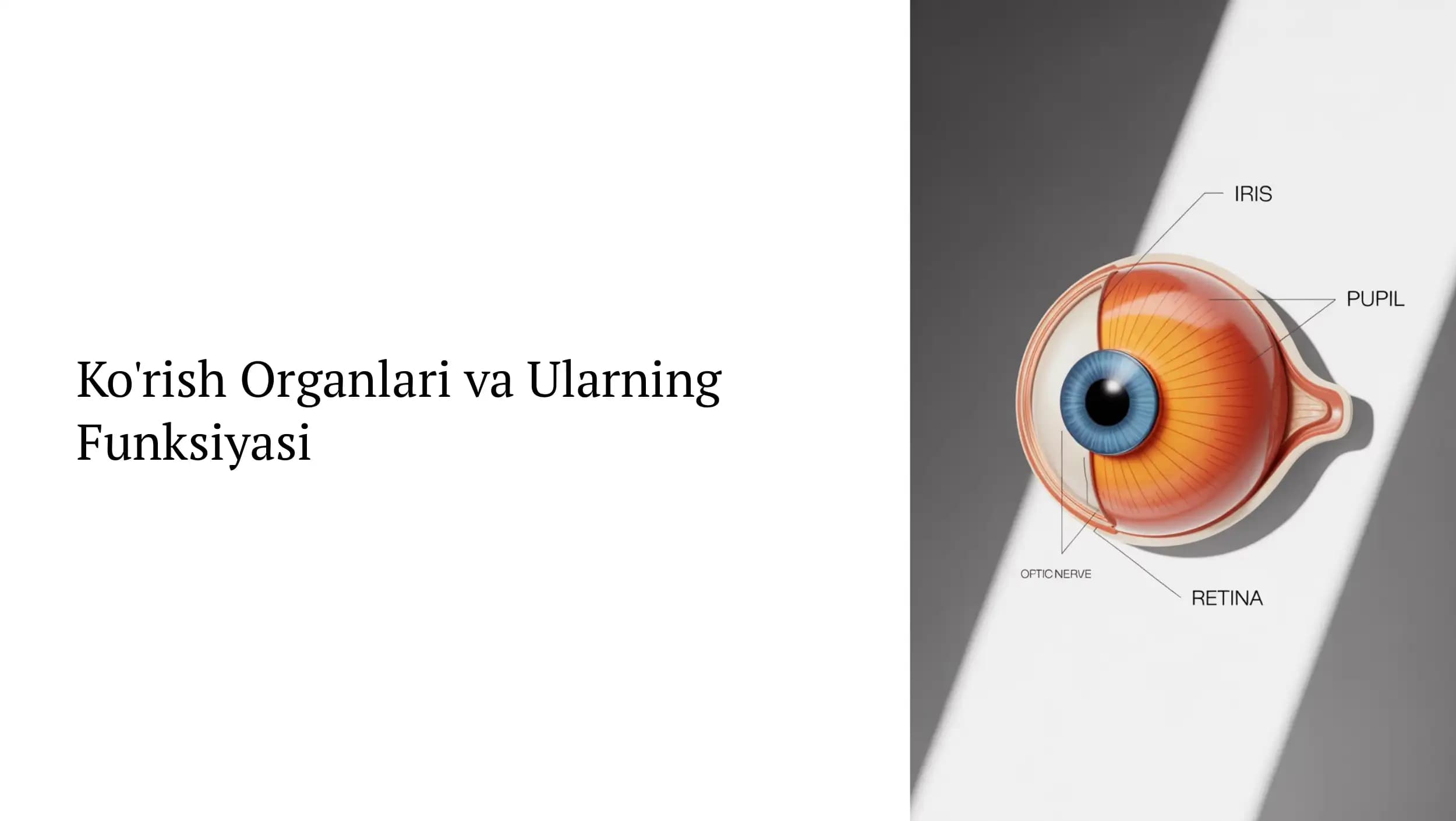 Ko'rish Organlari va Ularning Funksiyasi