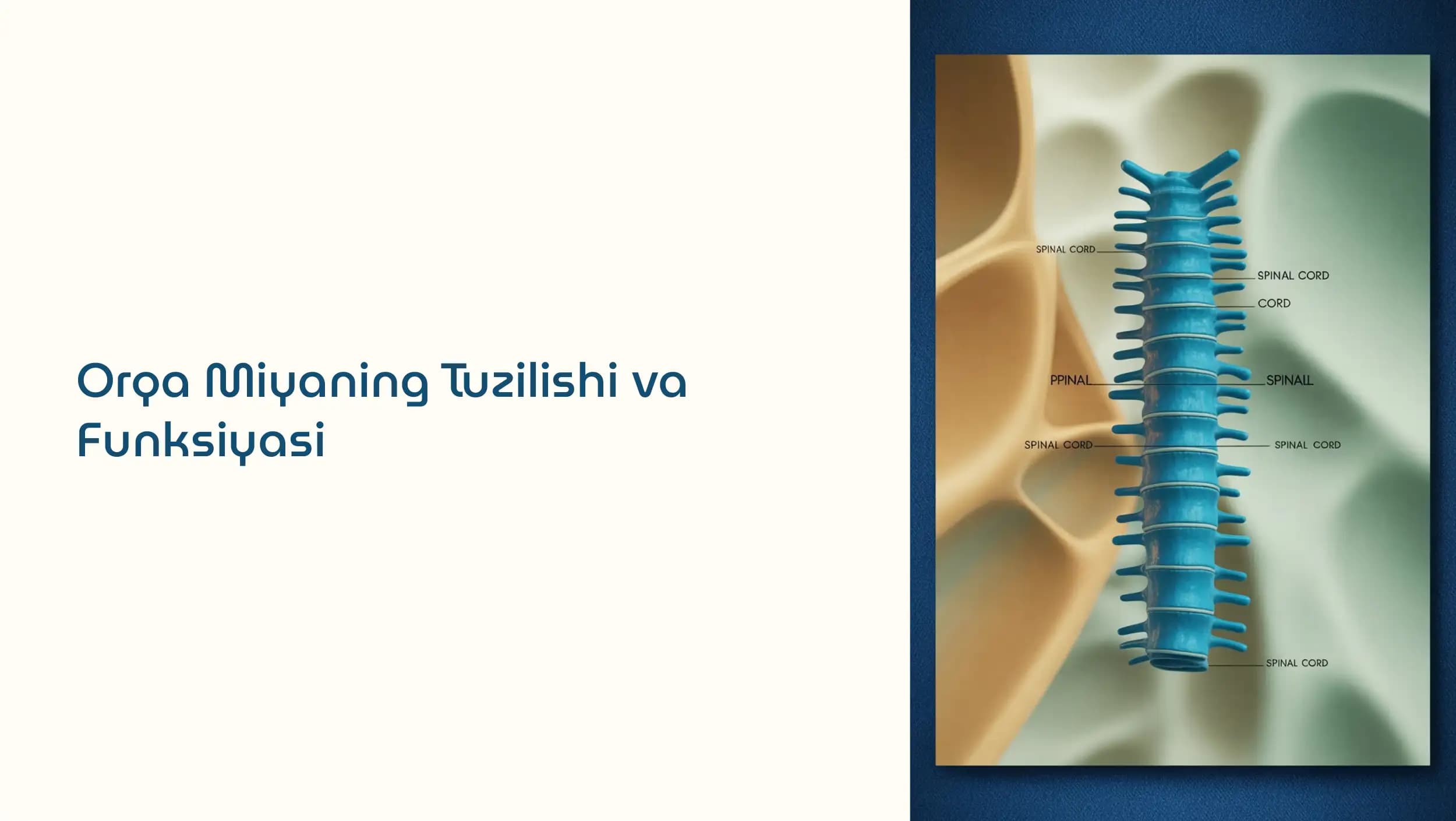 Orqa Miyaning Tuzilishi va Funksiyasi