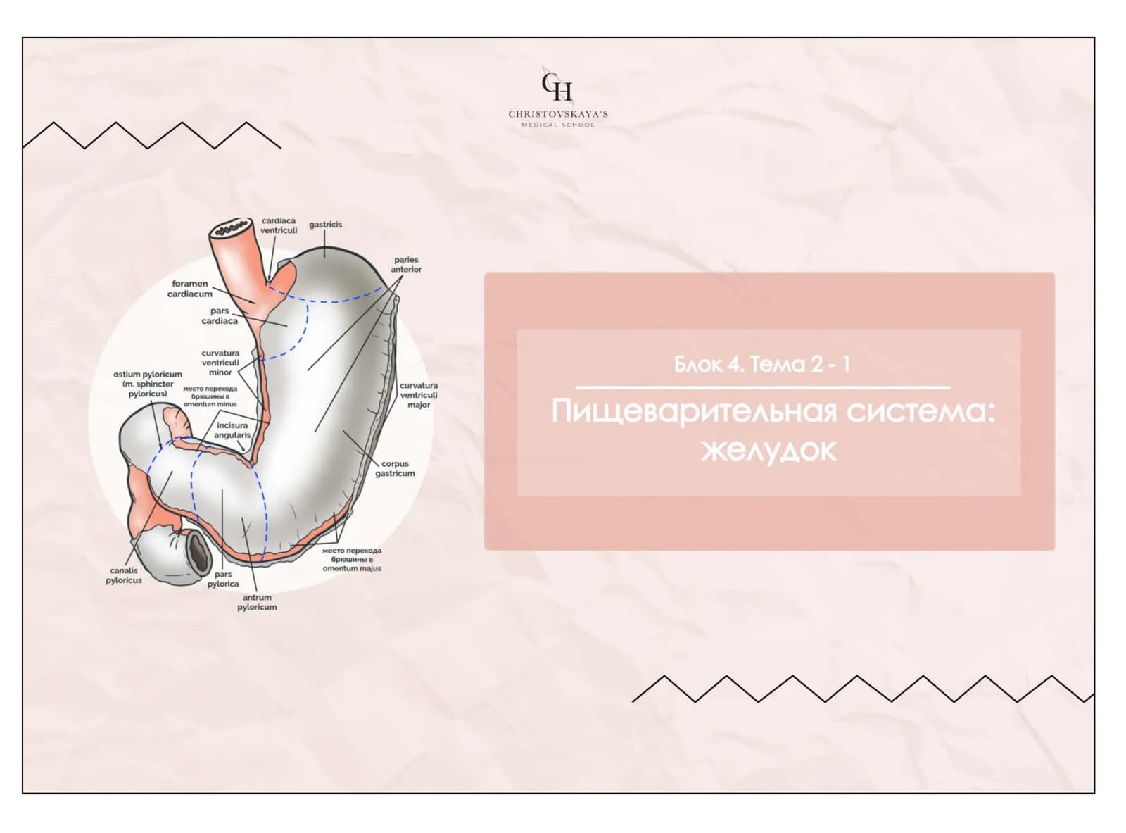 Желудок