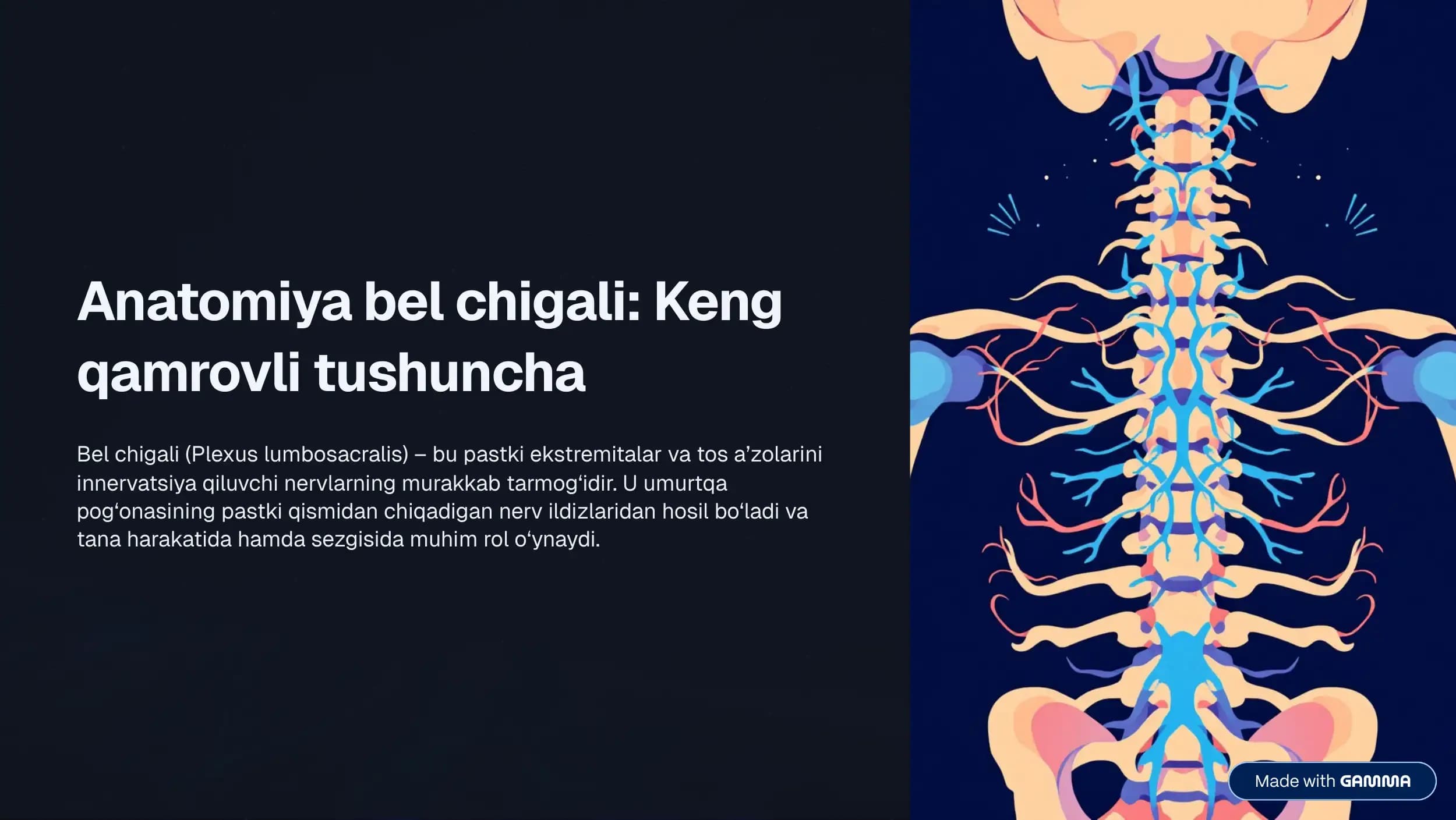 Bel chigali anatomiyasi