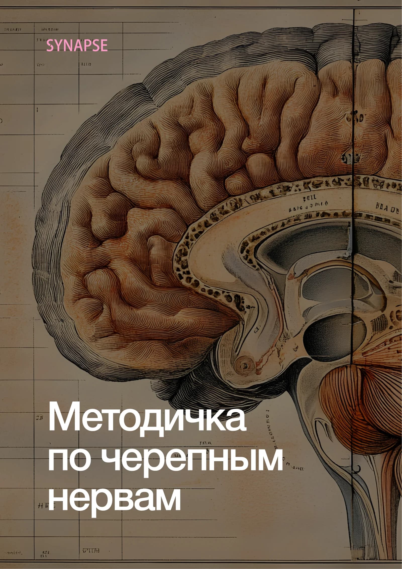 Методичка по черепным нервам