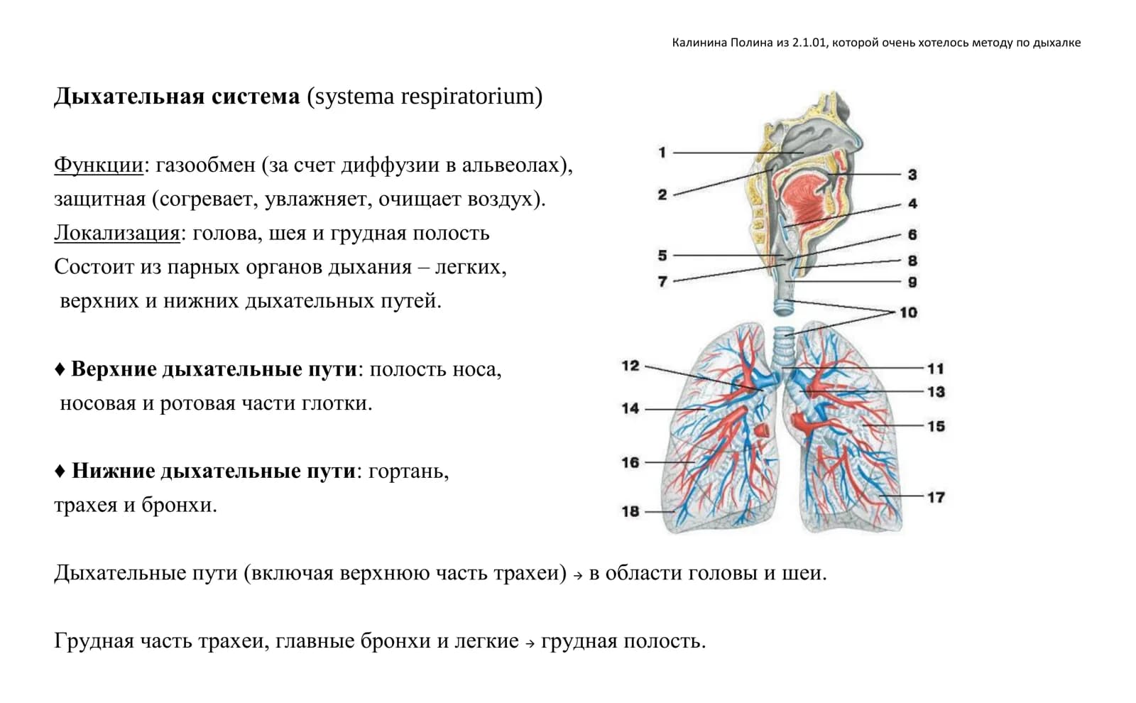 Дыхательная система (systema respiratorium)