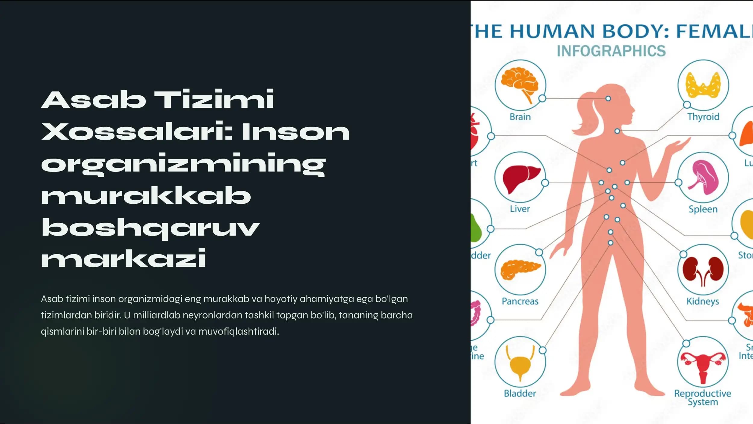 Asab tizimi xossalari