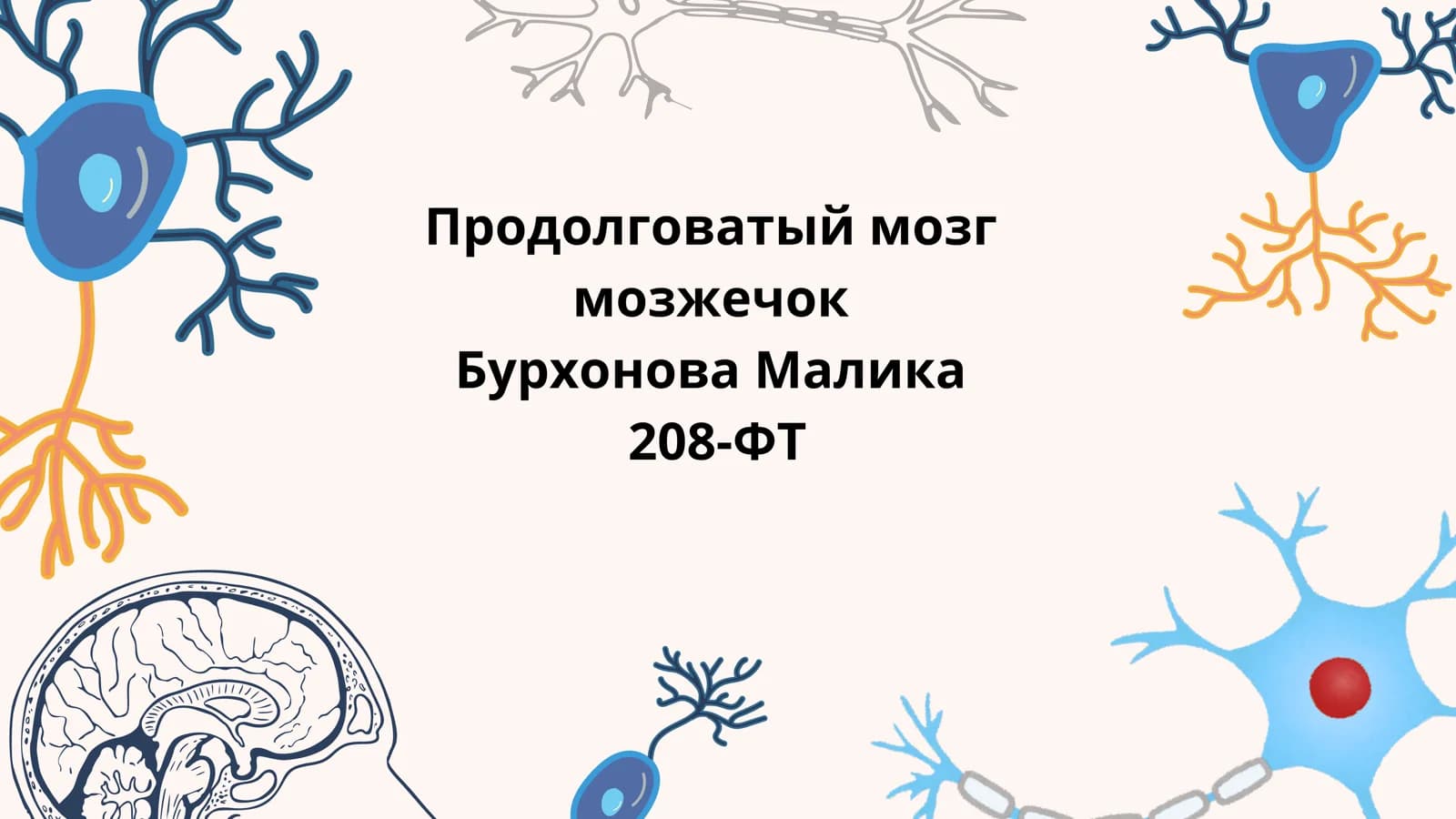 Продолговатый мозг (Prodolgovatyy mozg)
