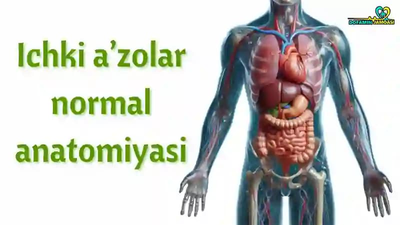 Tishlar va milk anatomiyasi