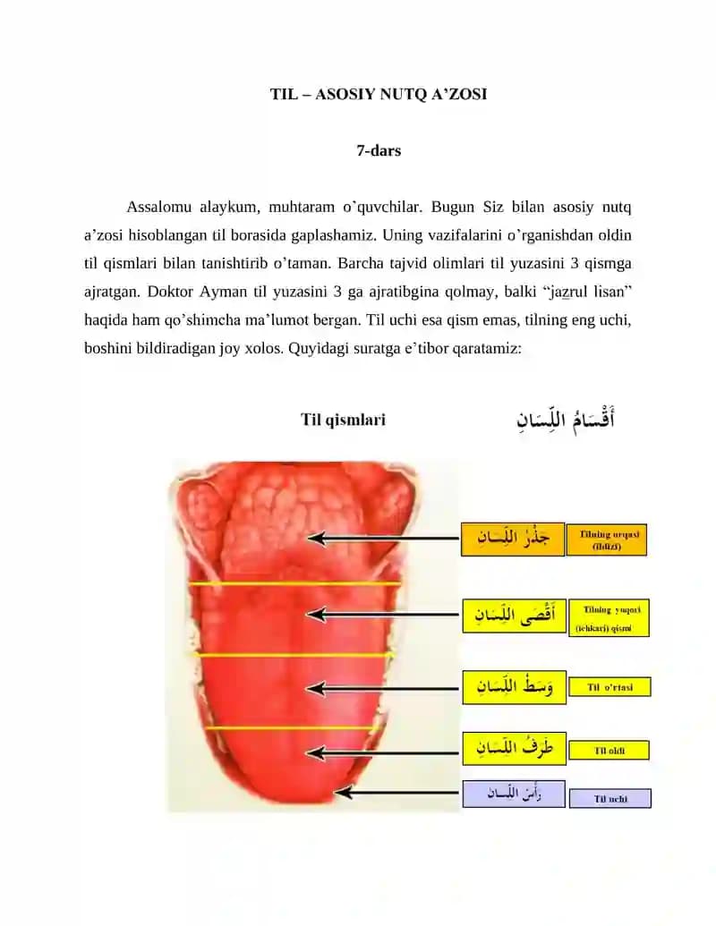 TIL – ASOSIY NUTQ A’ZOSI