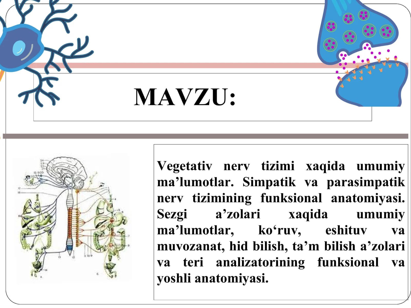 Simpatik parasimpatik nerv sistemasi