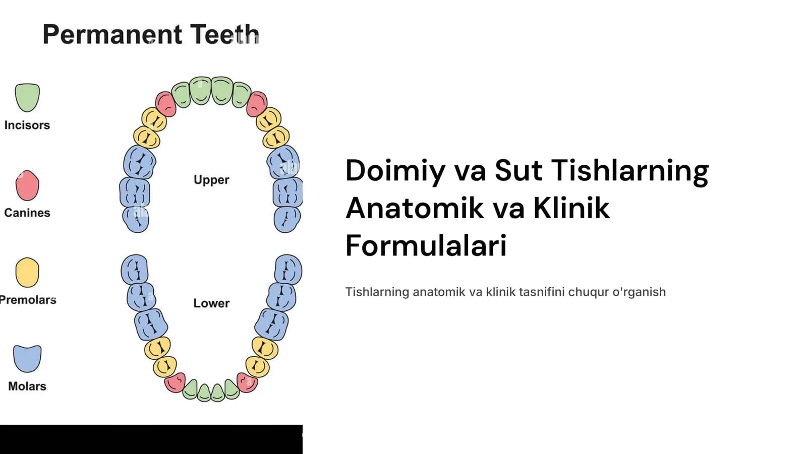 Doimiy va sut tishlarning anatomik va klinik formulalari.