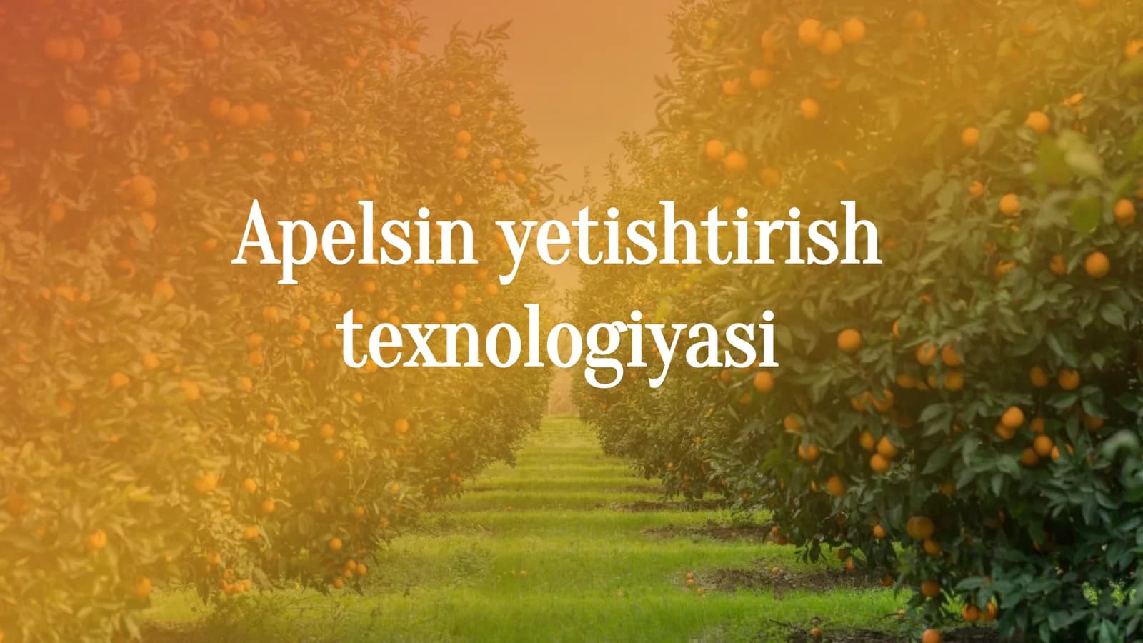 Apelsin yetishtirish texnologiyasi
