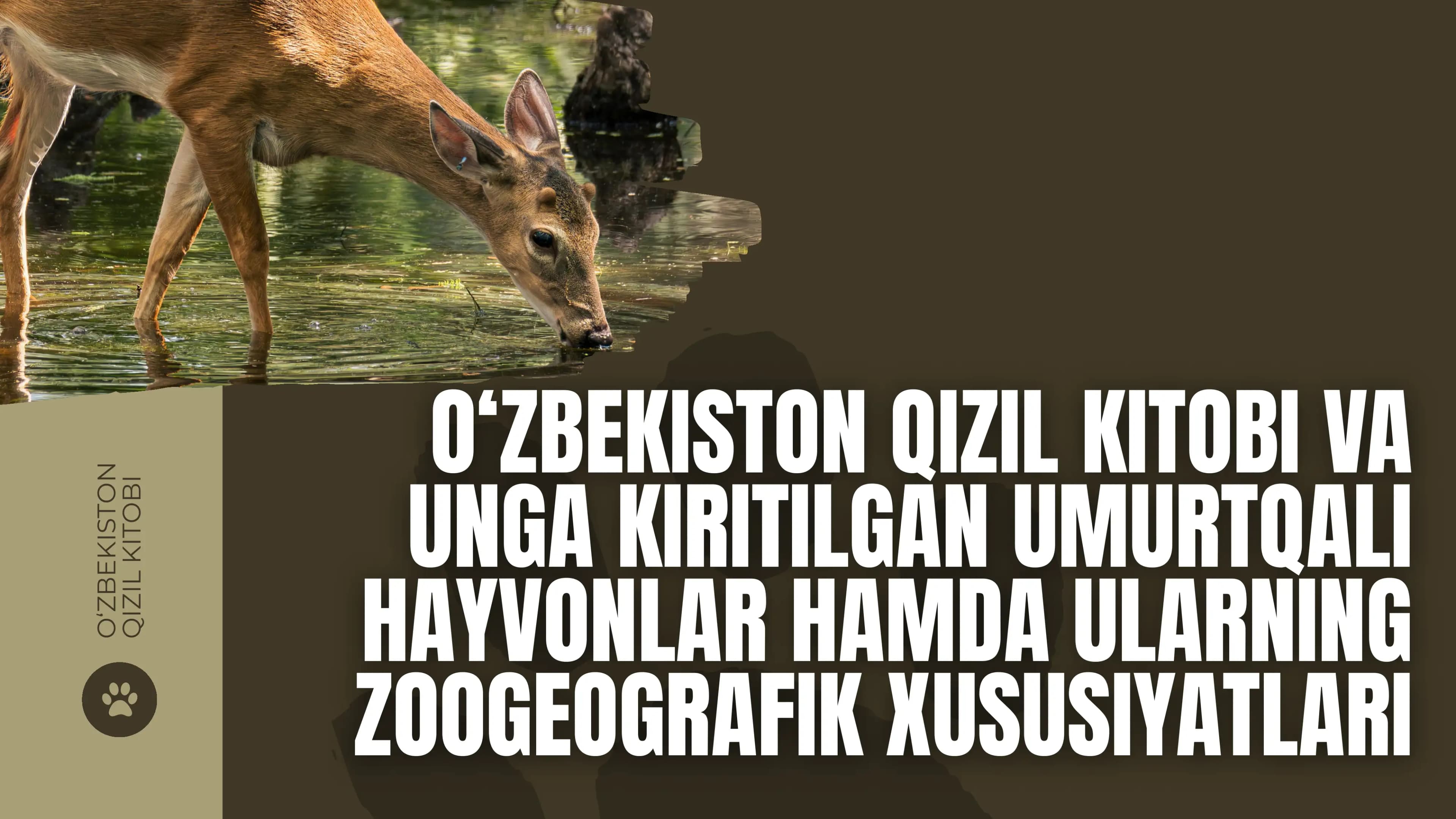 qizil kitobga kiritilgan umirtqalilar