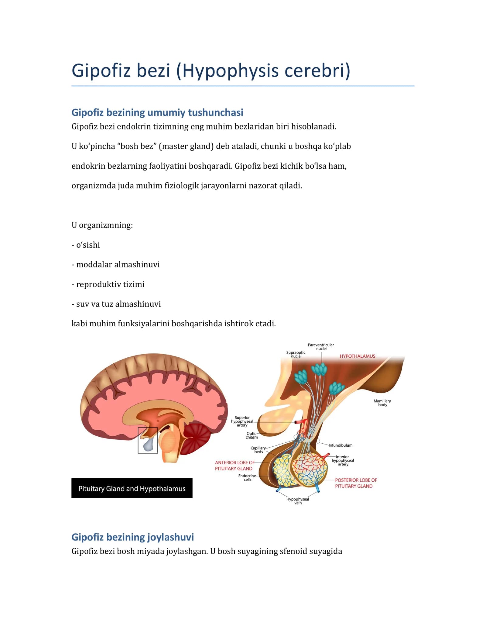 Gipofiz bezi (Hypophysis cerebri)