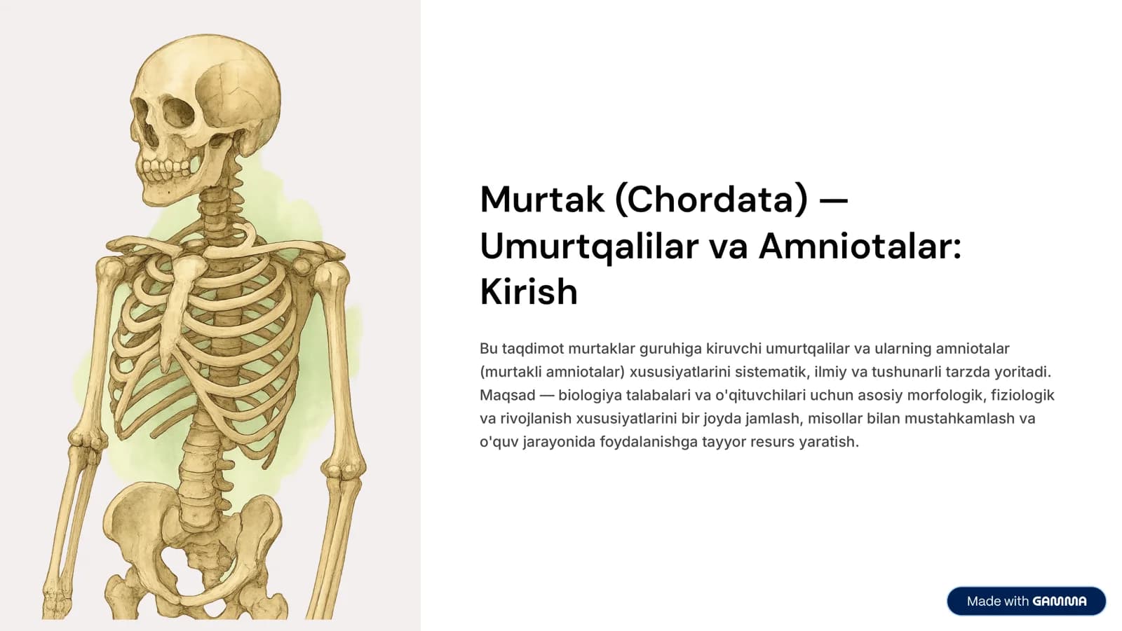 Murtak (Chordata)