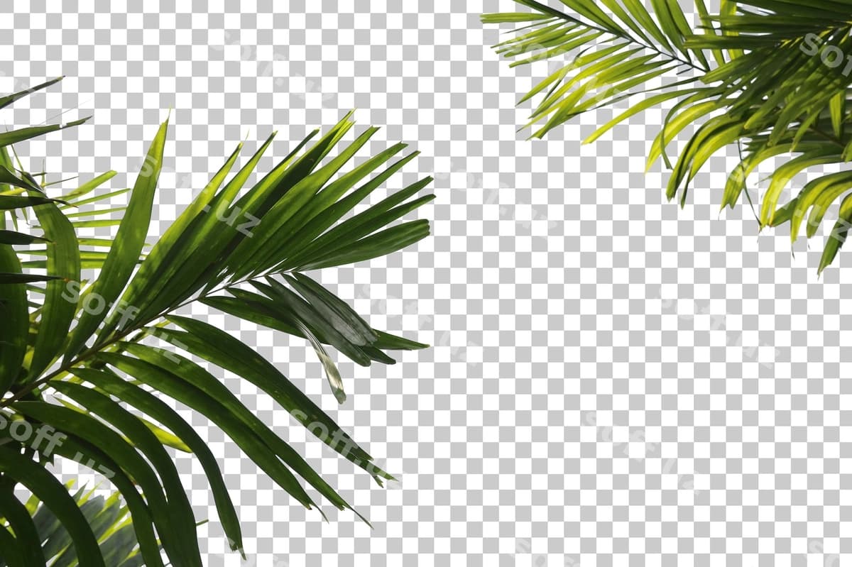 Palm shitlari old fonda darchalangan | Palm tree leaves foreground isolated