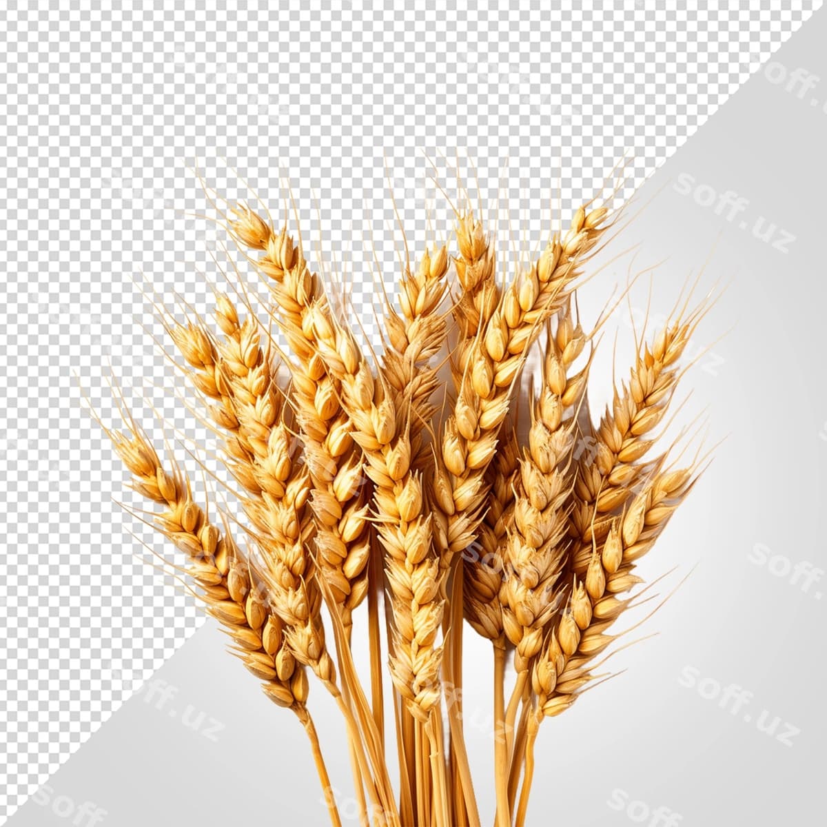 Foto buğum quloqlari shaffof fonda | Photo wheat ears transparent background