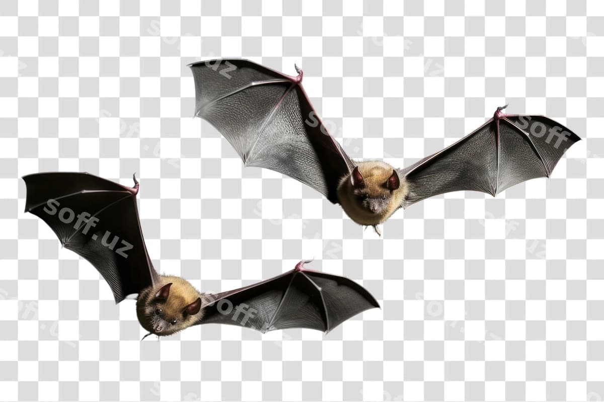 PNG parvoz qiladigan kalmoshlar qorong'iq kecha | Png flying bats dark night