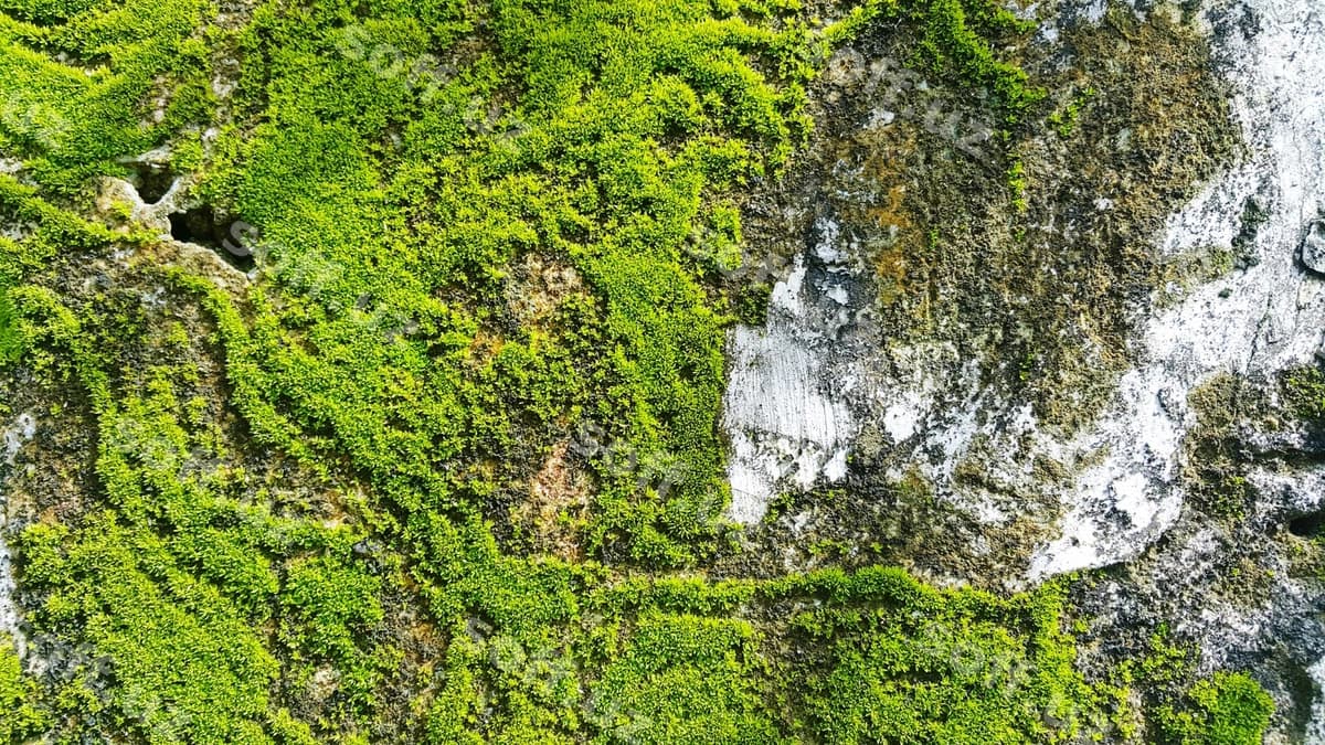 Chiroyli manzara, shadar, o'rmon | Scenic view waterfall forest