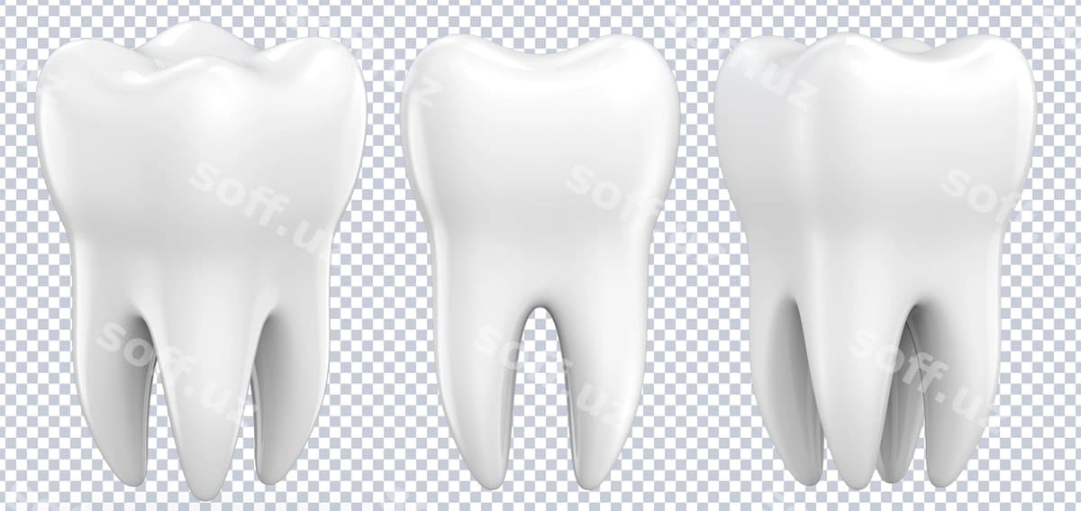 Premolar tishlarni oʻrnatish | Set dental premolar teeth