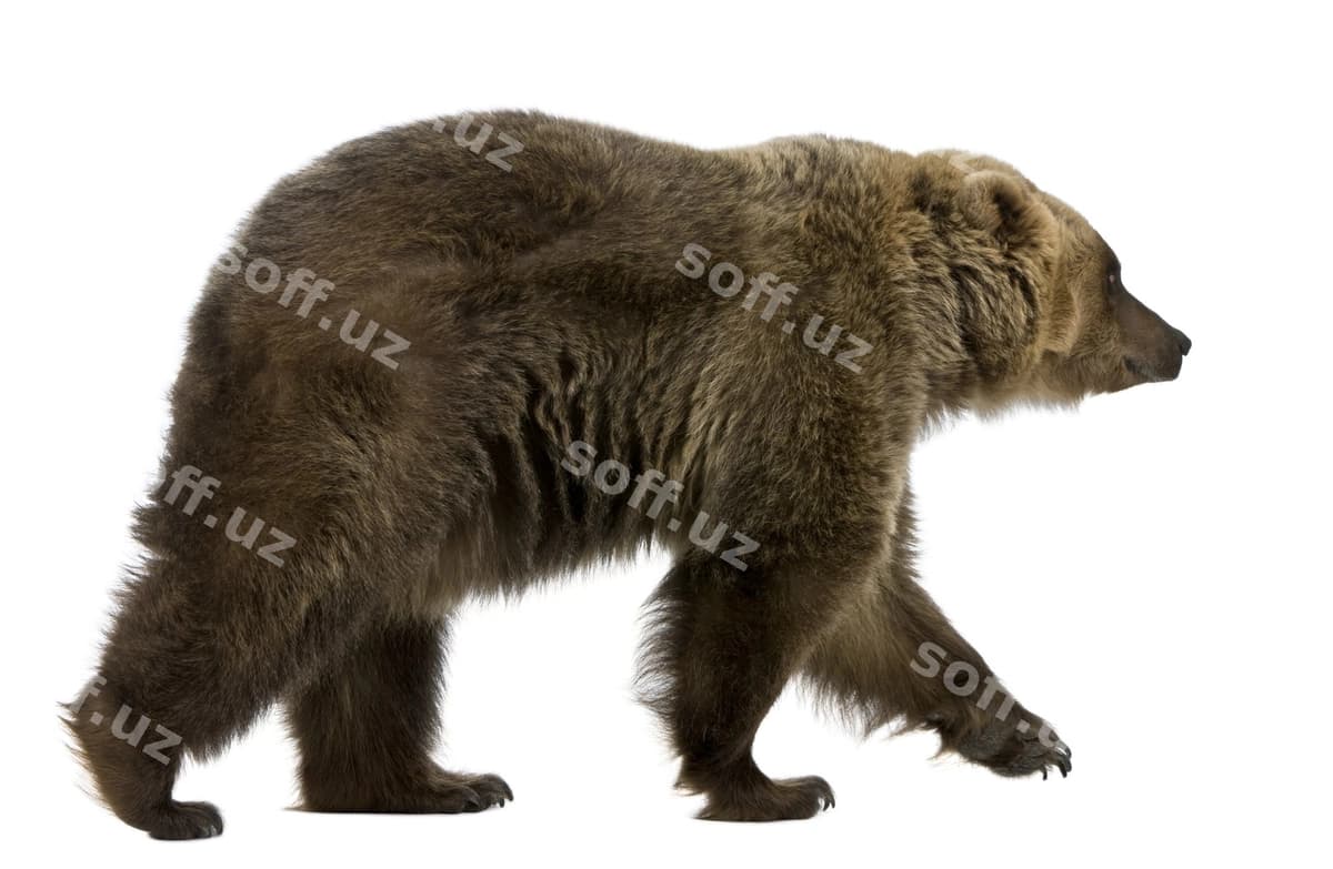 Siberiyali jigarrang ayiq | Siberian brown bear