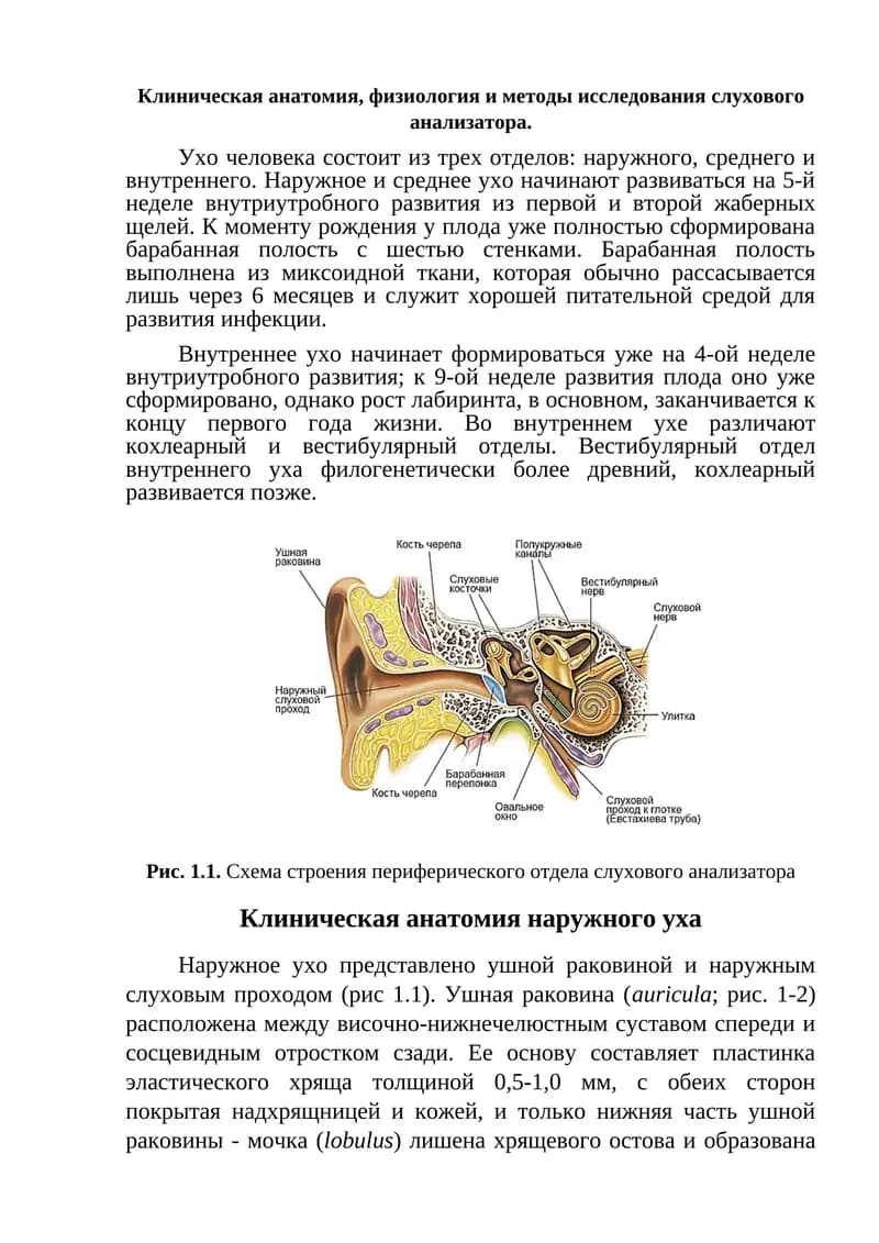 Клиническая анатомия слухового анализатора
