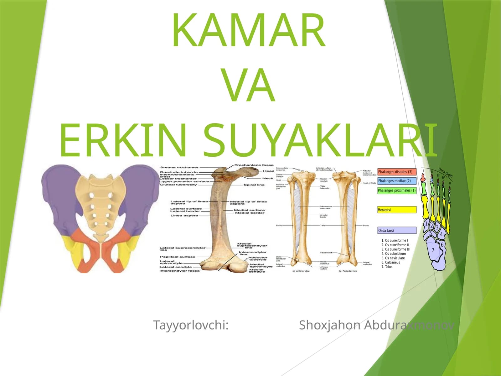 OYOQNING KAMARVAERKIN SUYAKLARI