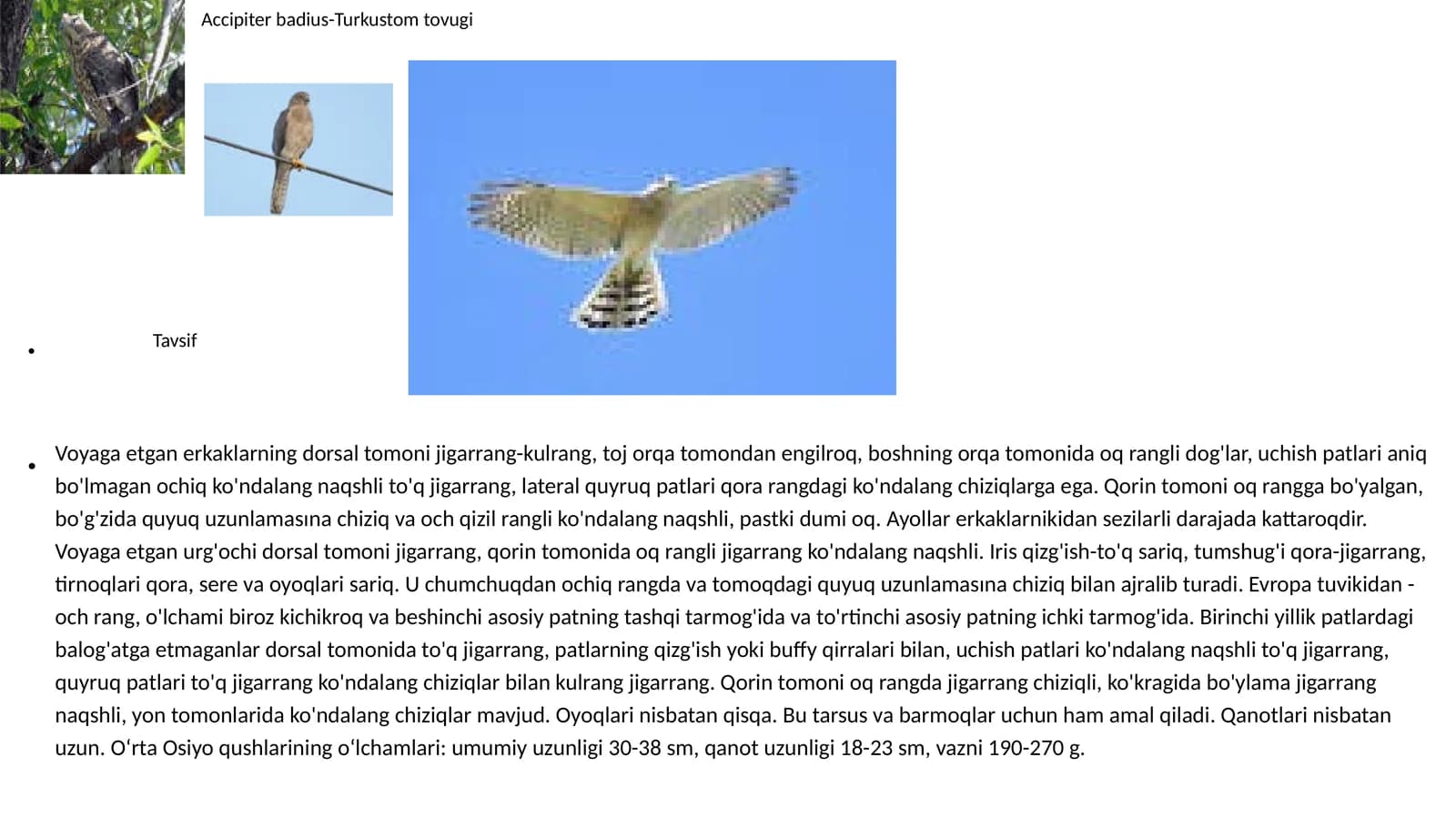 Accipiter badius-Turk ostomtovugi