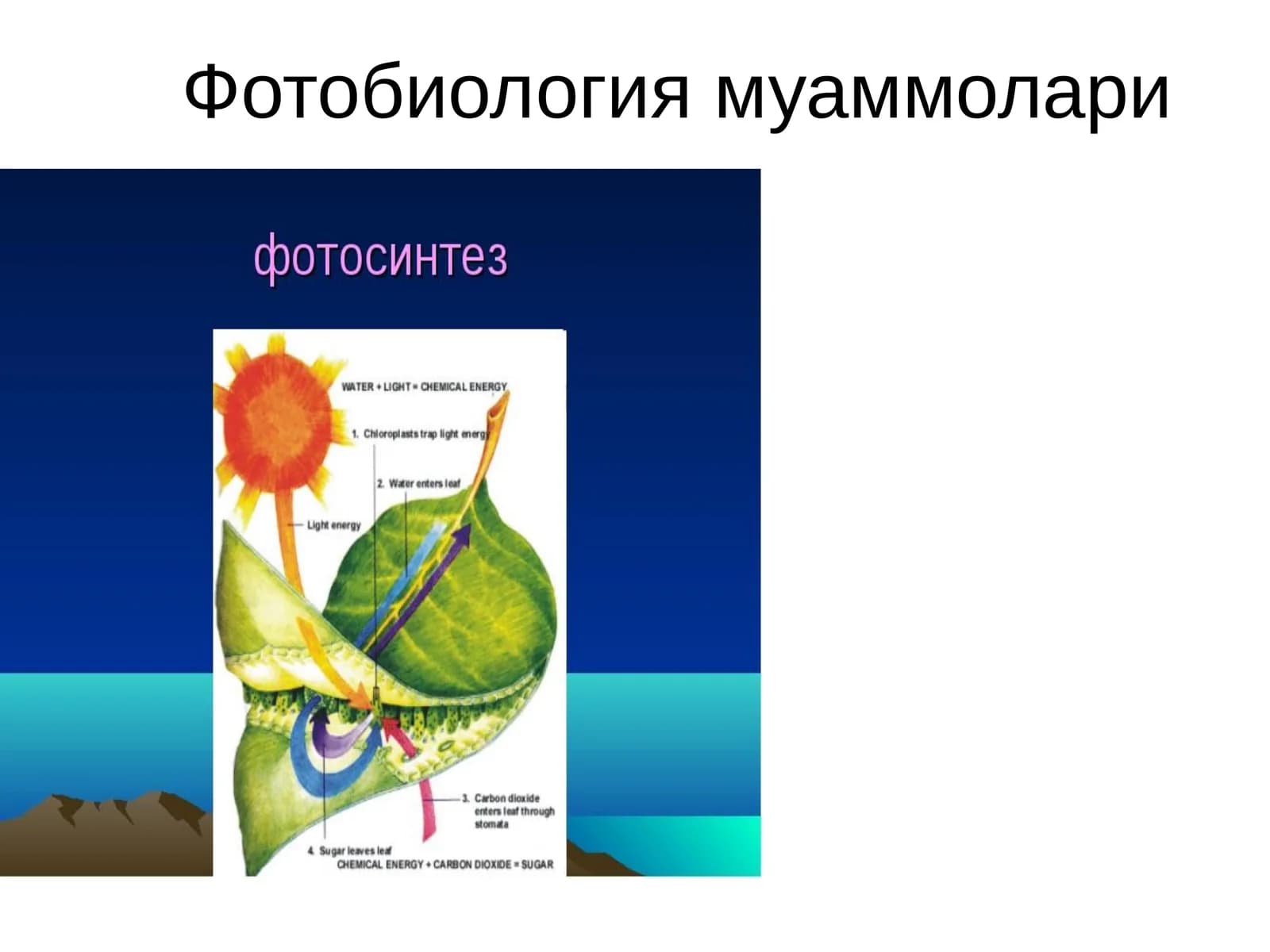 Фотобиология муаммолари