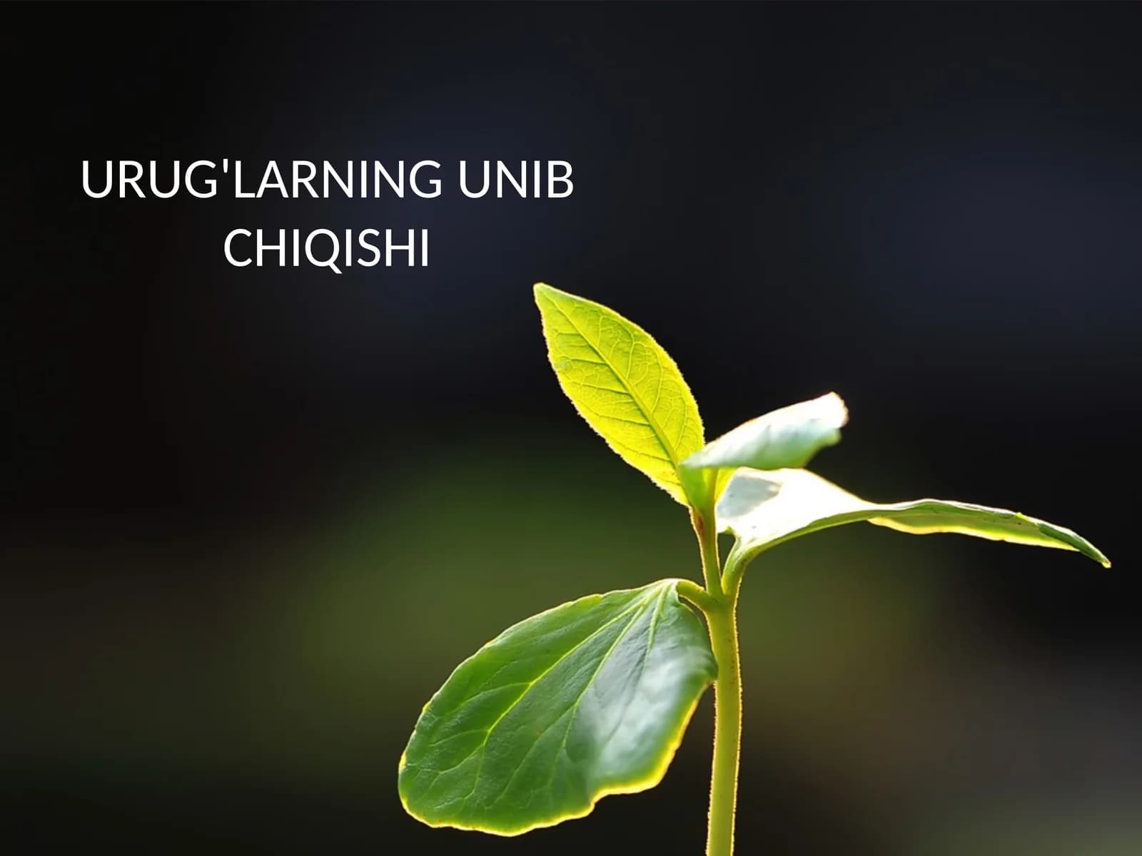 Urug'Larning unib chiqishi